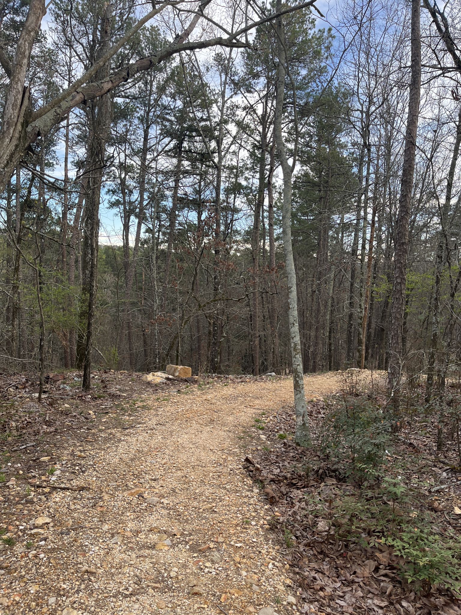 A wide dirt path through a sparse forest, leading to a distant clearing. - Dillon Lake loop from Dillon Dam