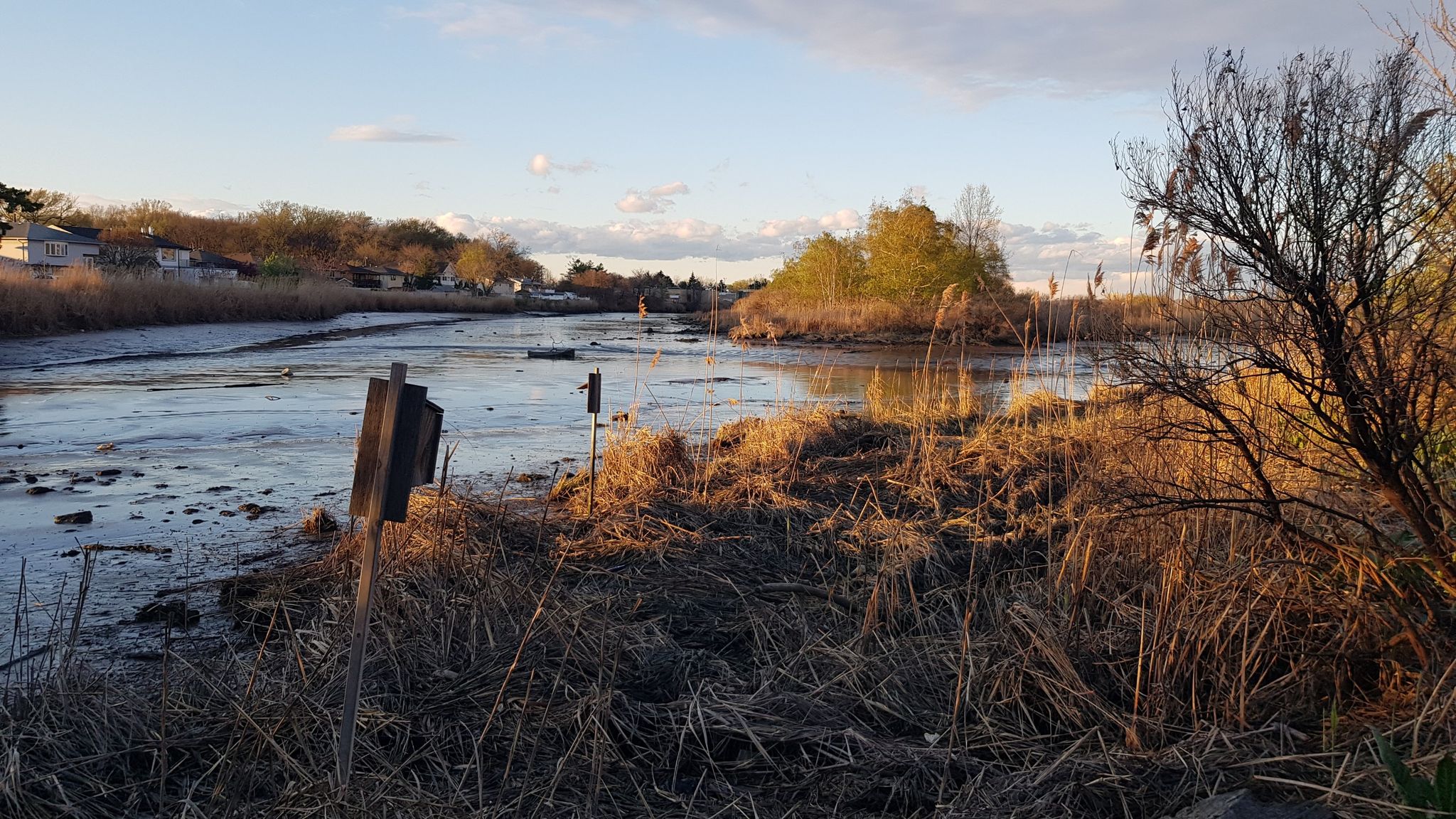 Muddy marshland with dry reeds and distant houses under warm evening light. - Mill Creek Marsh Trail