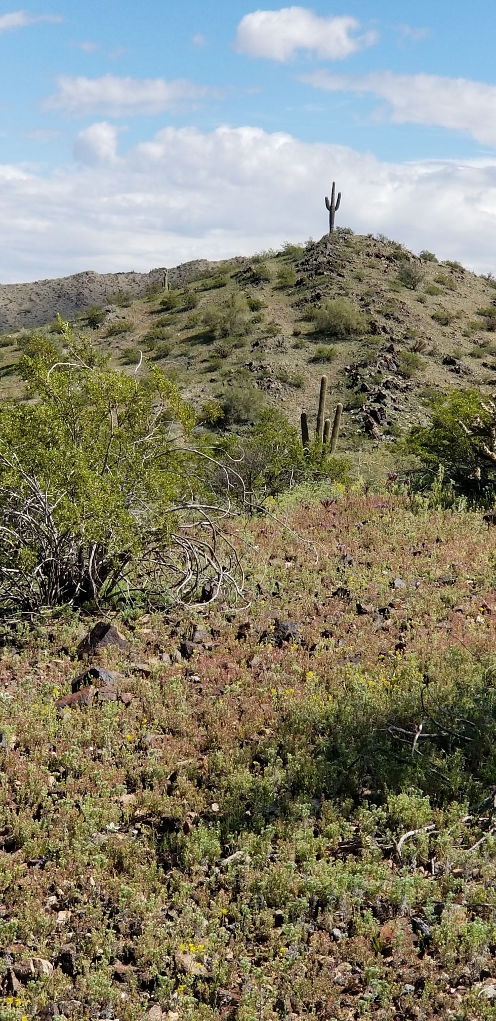 A tall saguaro cactus on a rocky, scrubby desert hill under blue sky. - Rainbow Valley Trail loop from Casey Abbott Semi-Regional Park