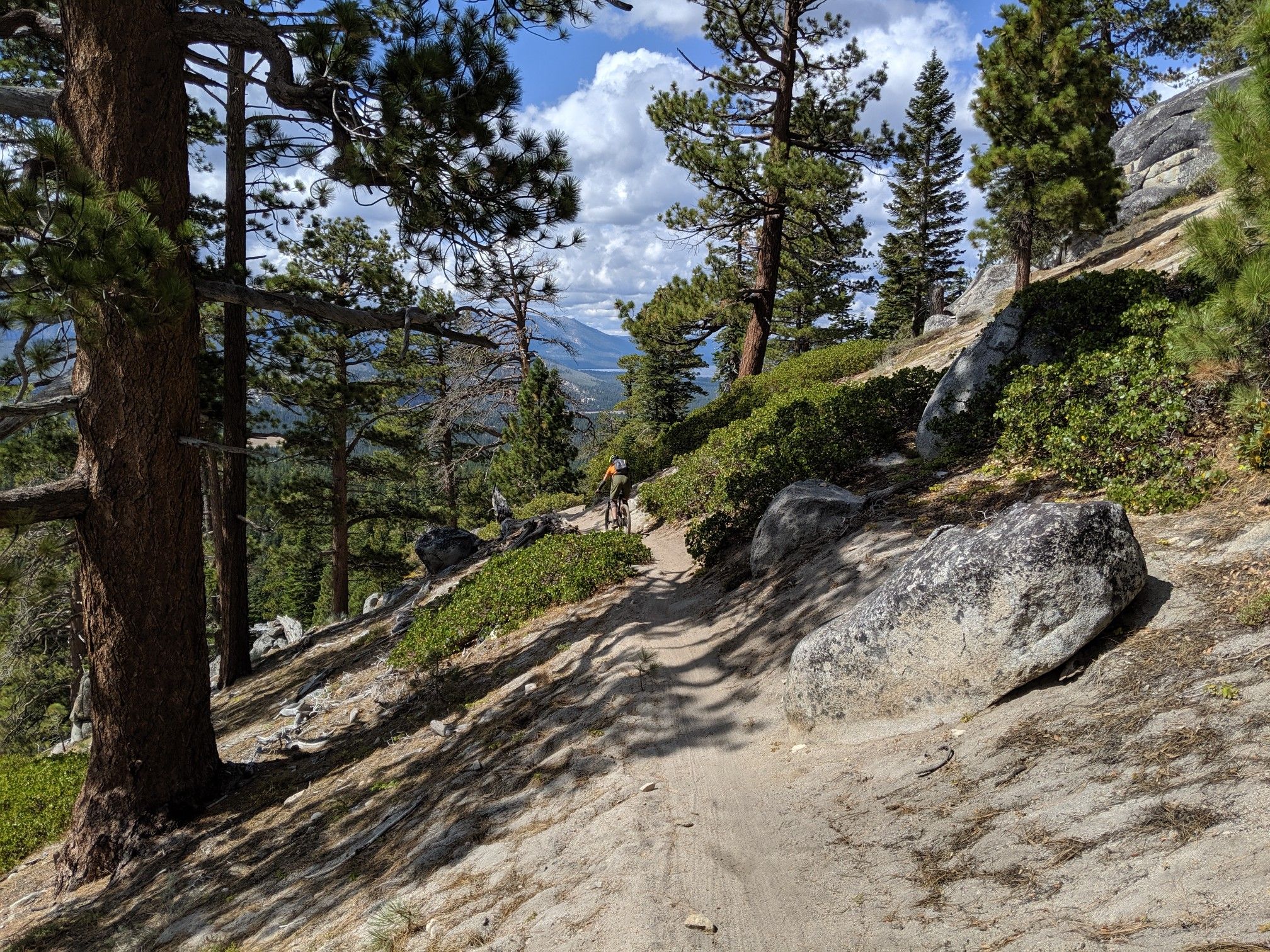 Mountain biker on a dirt trail winding through a pine forest on a sunny day. - Corral Trail Loop