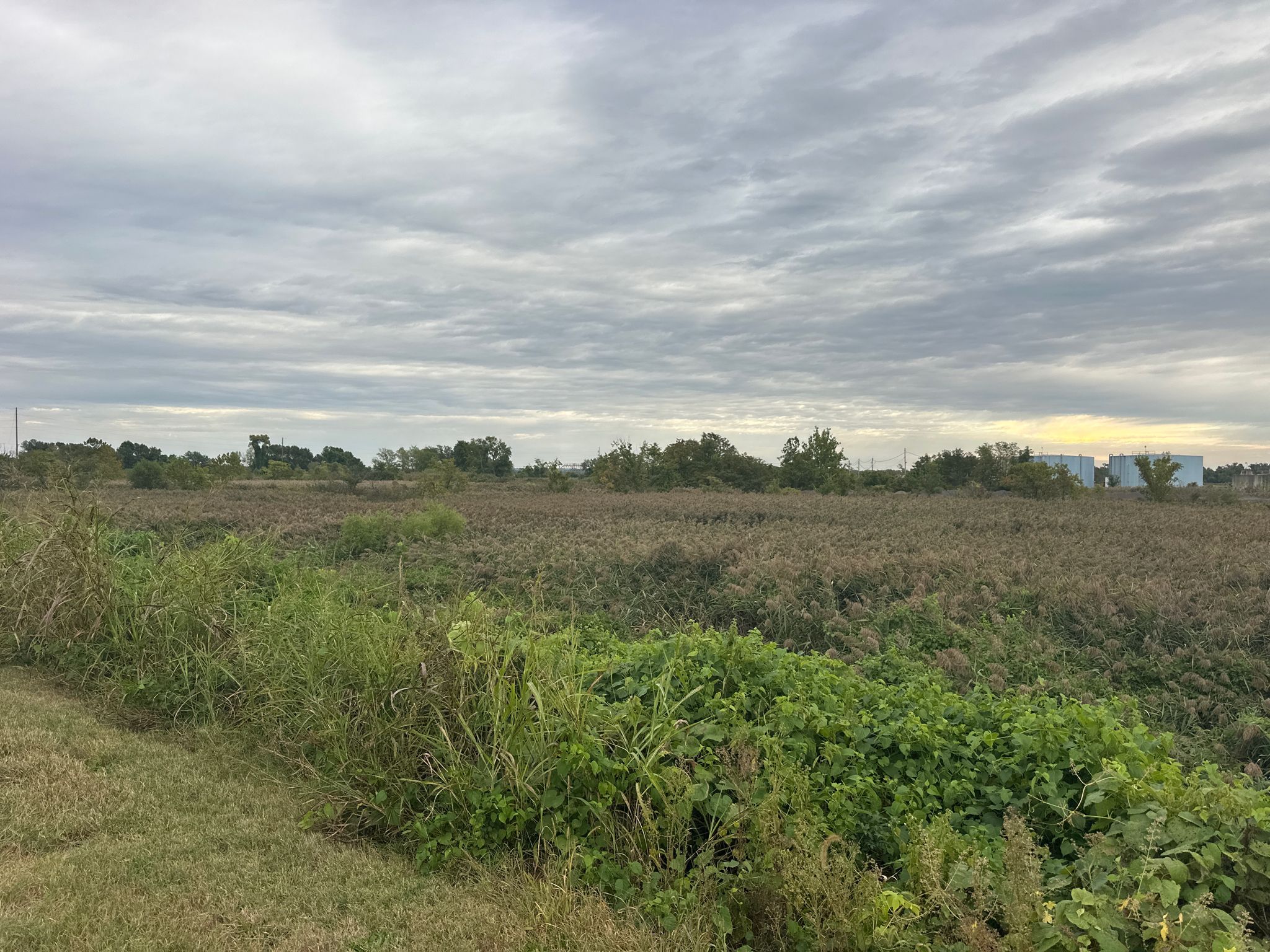Expansive field of tall, dry vegetation under an overcast sky. - Horseshoe Lake – McKinley Bridge loop from O'Fallon