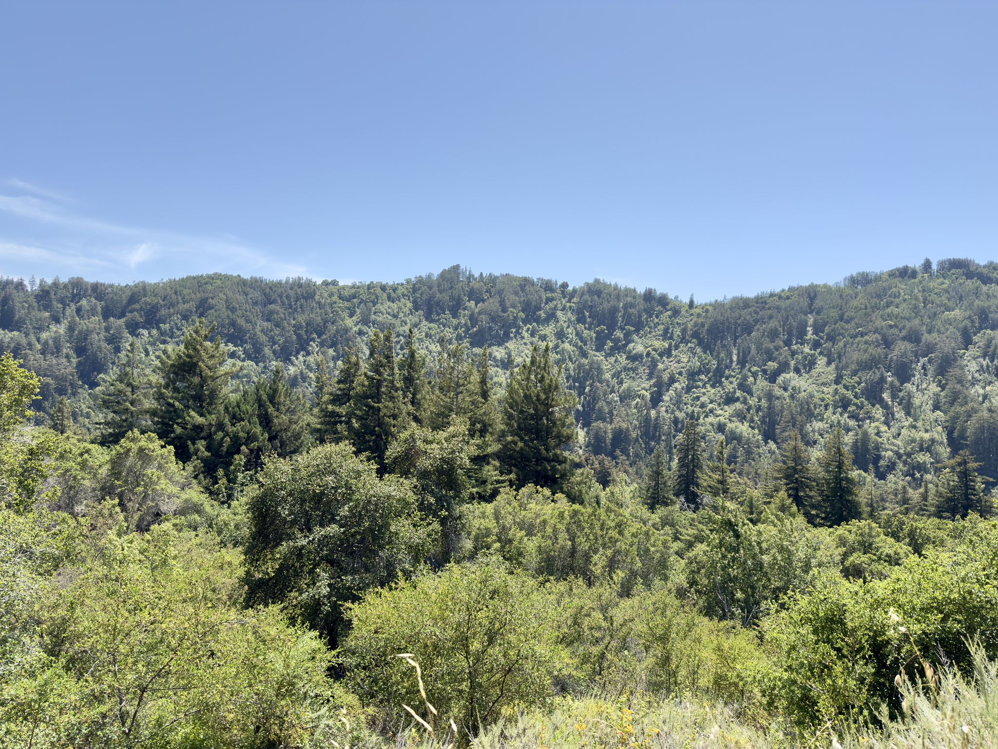 Dense green forest covering rolling hills under a clear blue sky. - Pfeiffer Falls – Big Sur River loop from Pfeiffer Big Sur State Park