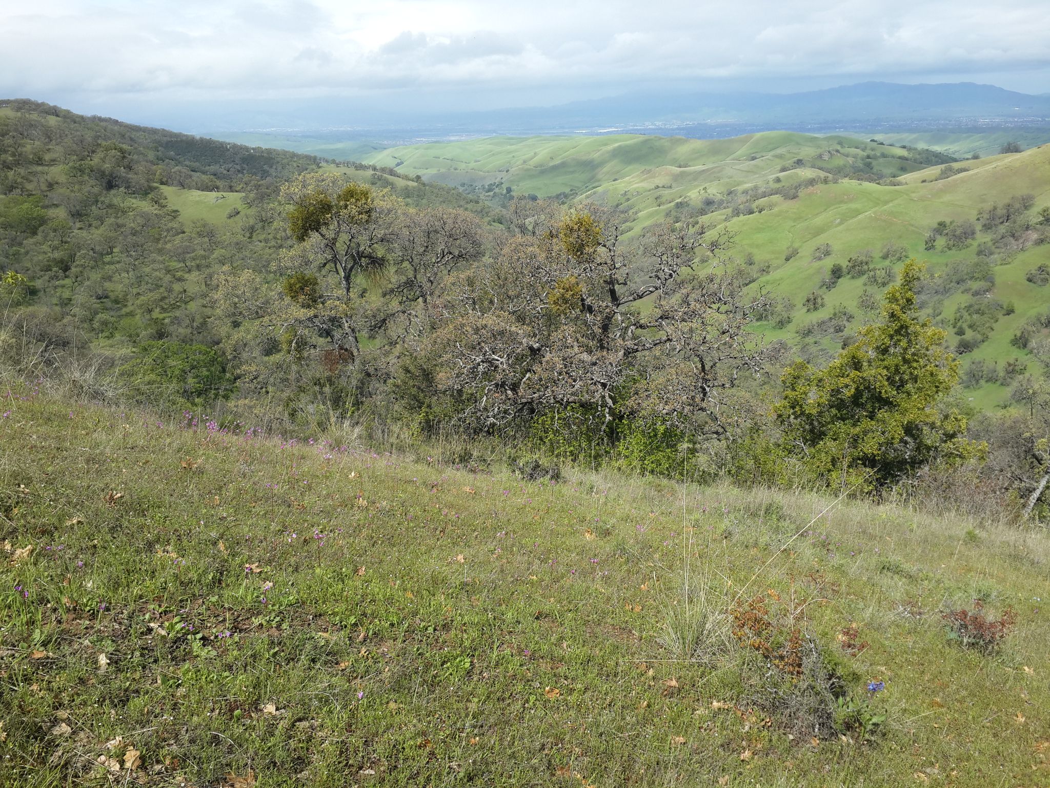 Green rolling hills and valleys with scattered trees under a cloudy sky. - Rose Peak via Sailor Camp, Ohlone, and Rocky Ridge Trails