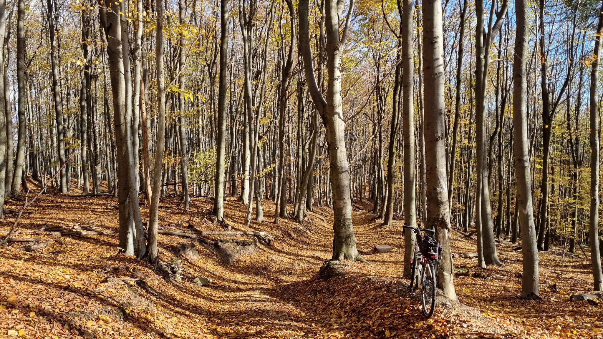 MTB-Strecke runter vom Baba Richtung Limbach