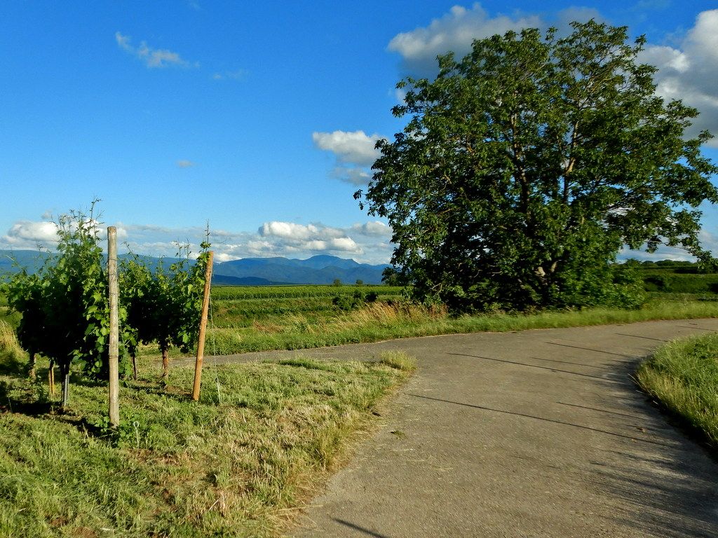 durch den Tuniberg...