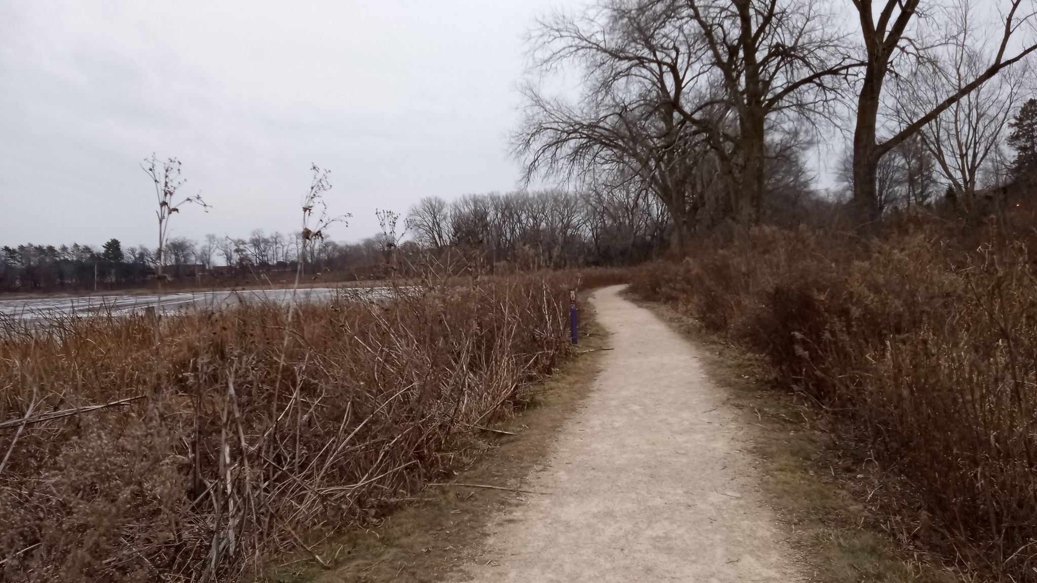 A winding dirt path next to a lake with dry reeds and bare trees. - Tiedeman and Stricker Pond Loop