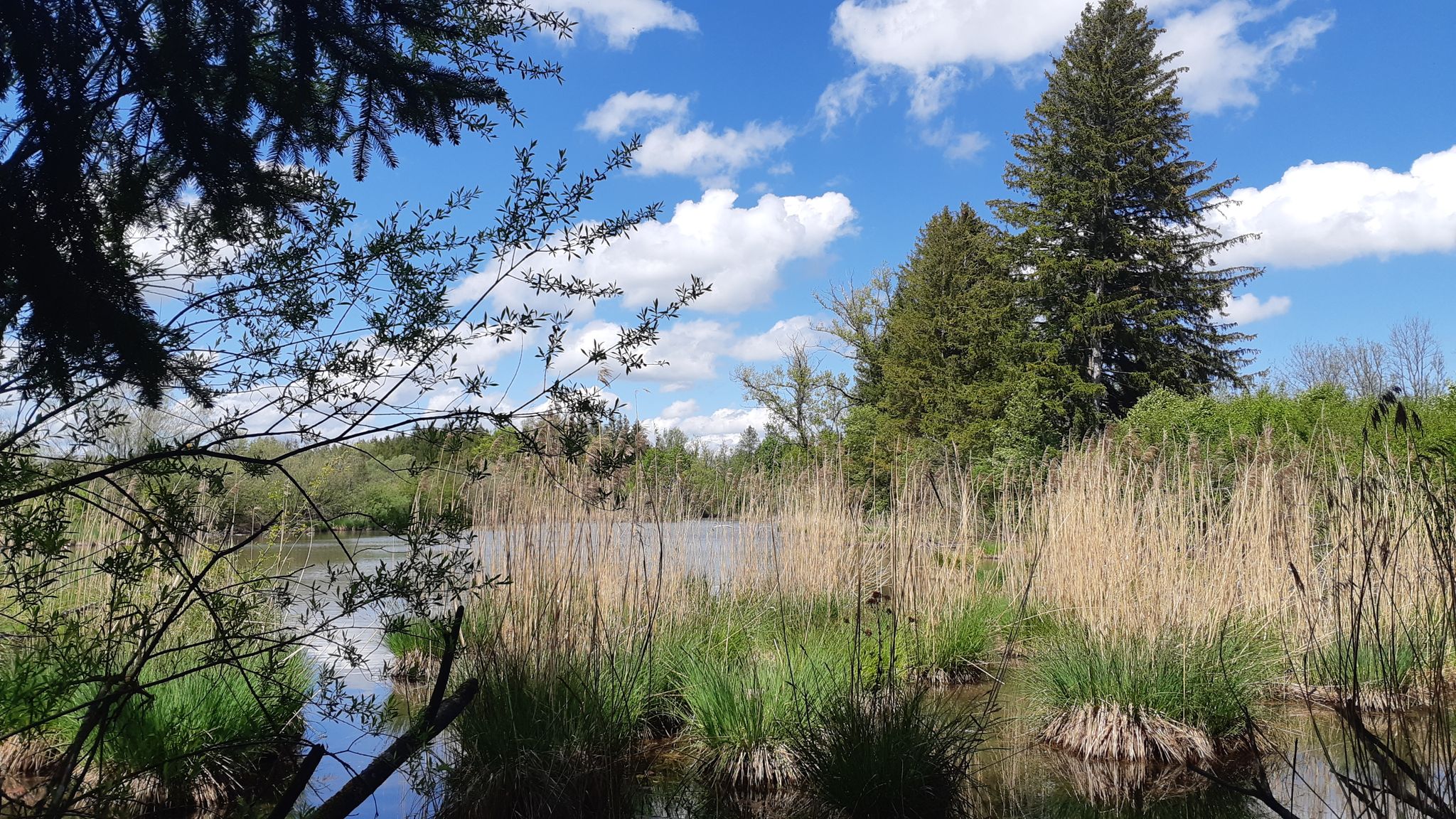 Moosschwaiger Weiher