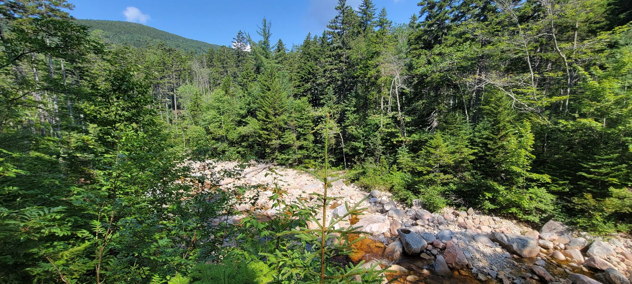 Sunny forest with a rocky riverbed and distant green mountains. - Hancock Loop Trail