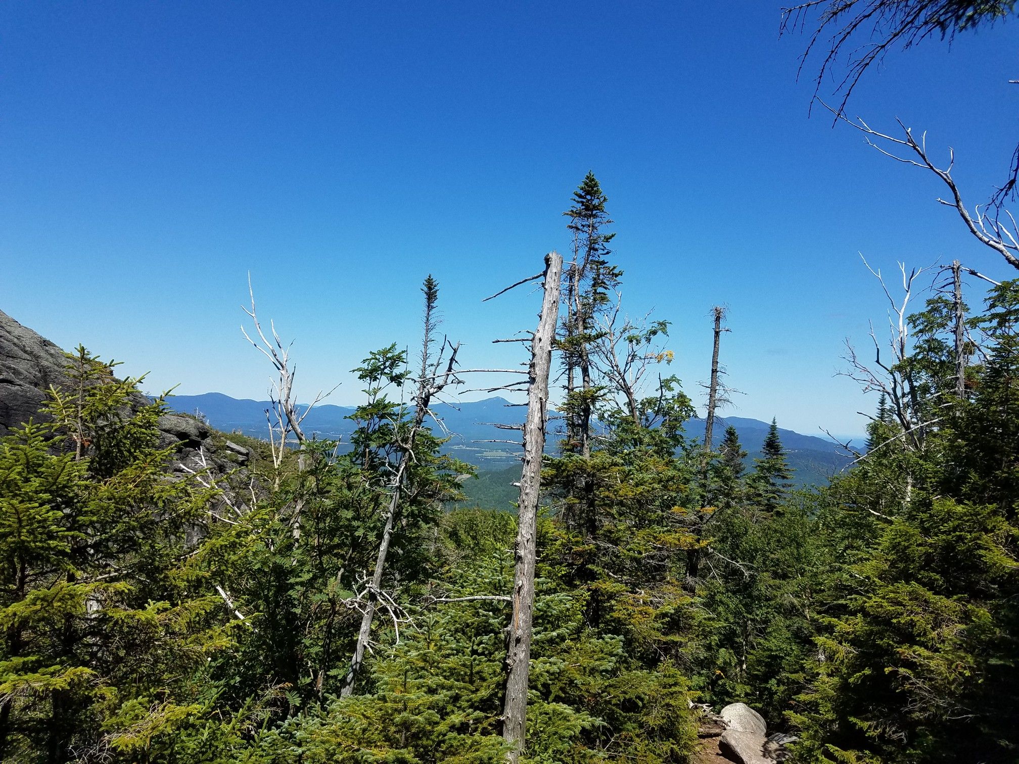 Mountain view through evergreen trees and dead snags under a clear blue sky. - Algonquin Trail