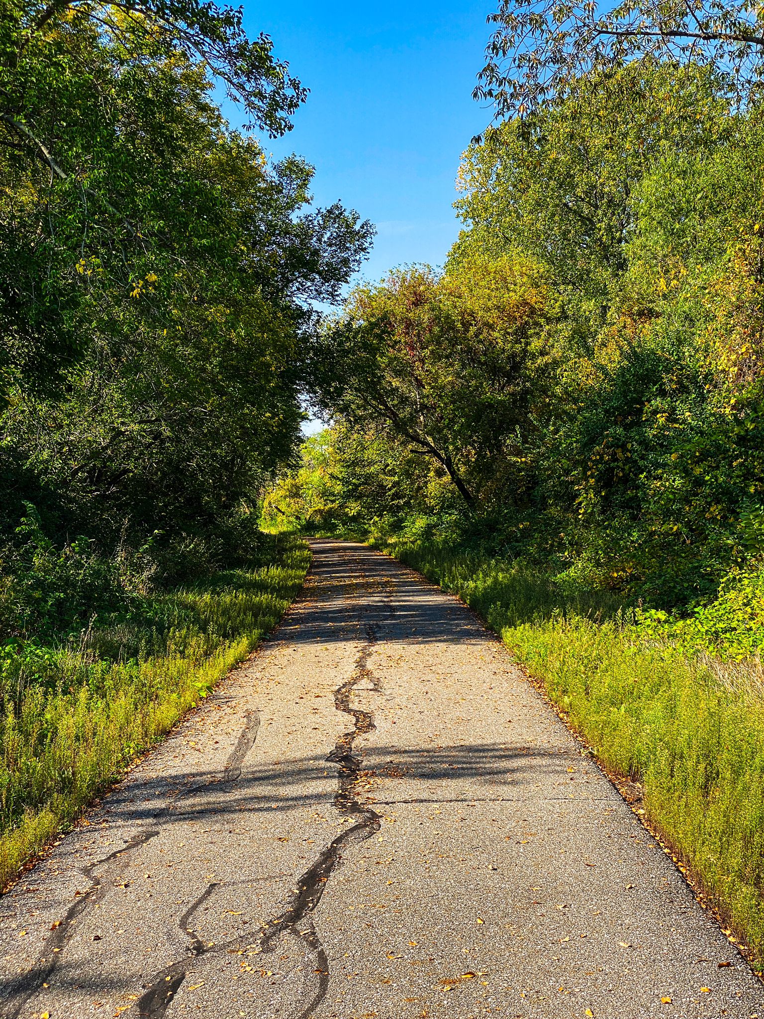 A cracked paved path leads through a tunnel of vibrant green trees on a sunny day. - Great Western Trail