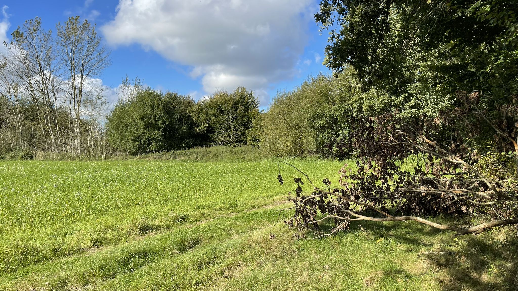 Idyllischer Waldweg bei Altona