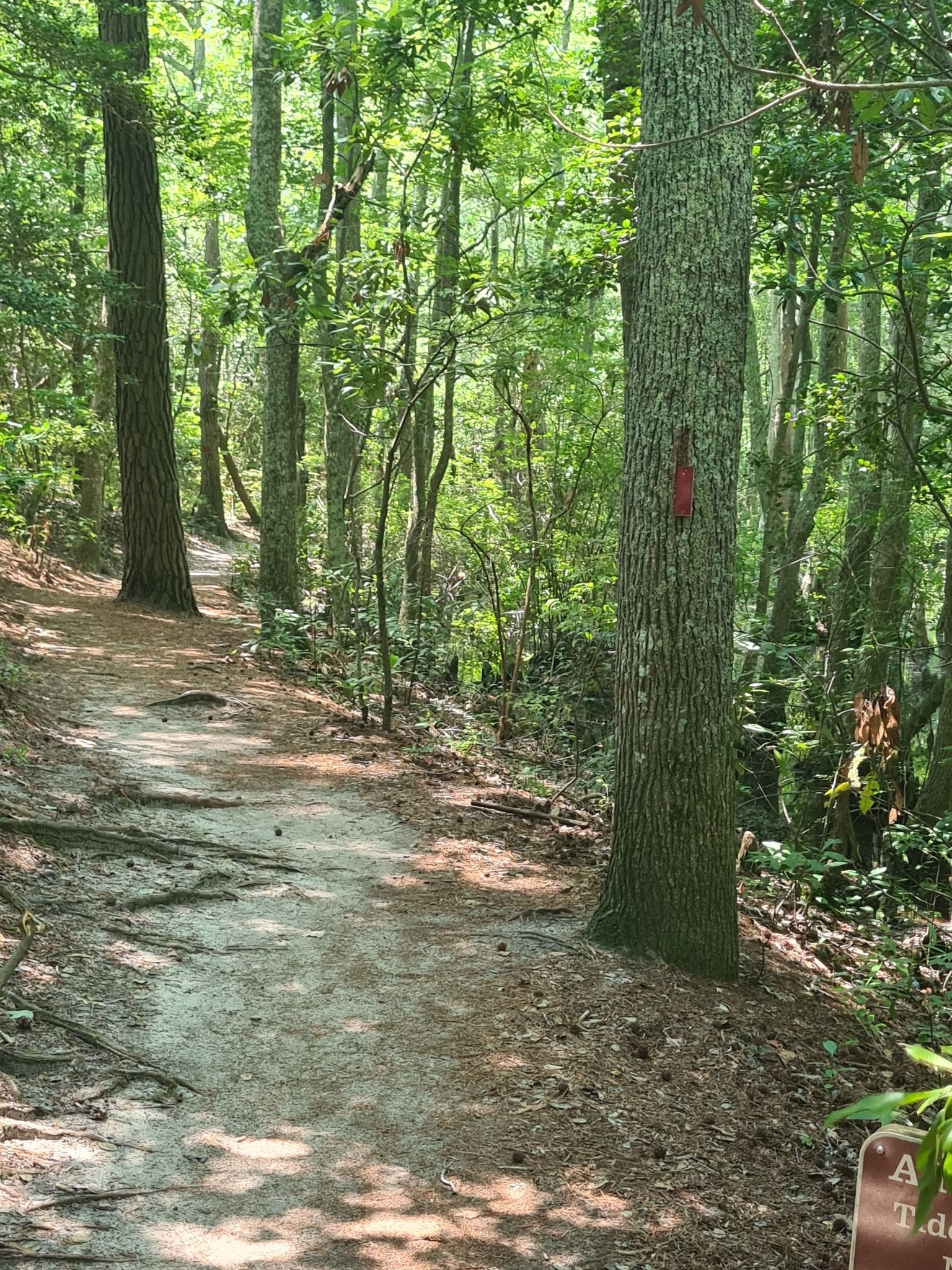 A narrow dirt trail winds through a sun-dappled, lush green forest. - First Landing State Park – First Landing State Park loop from Read Bathhouse
