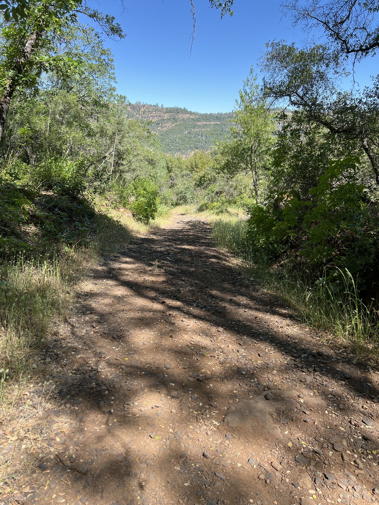 A sunlit dirt path descends through green trees towards distant hills. - Guardian, Bloody Pin, and Annie Bidwell Trail Loop