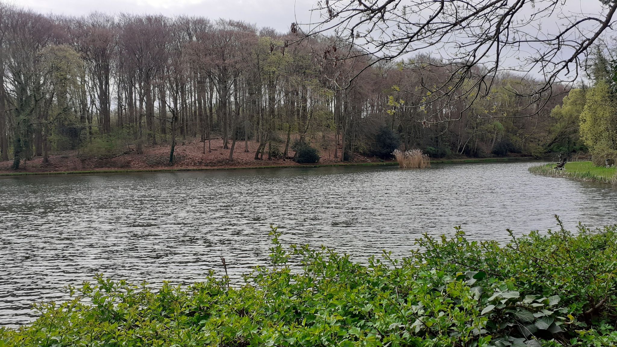 De visvijvers van Strijthagen,  midden in het bos.