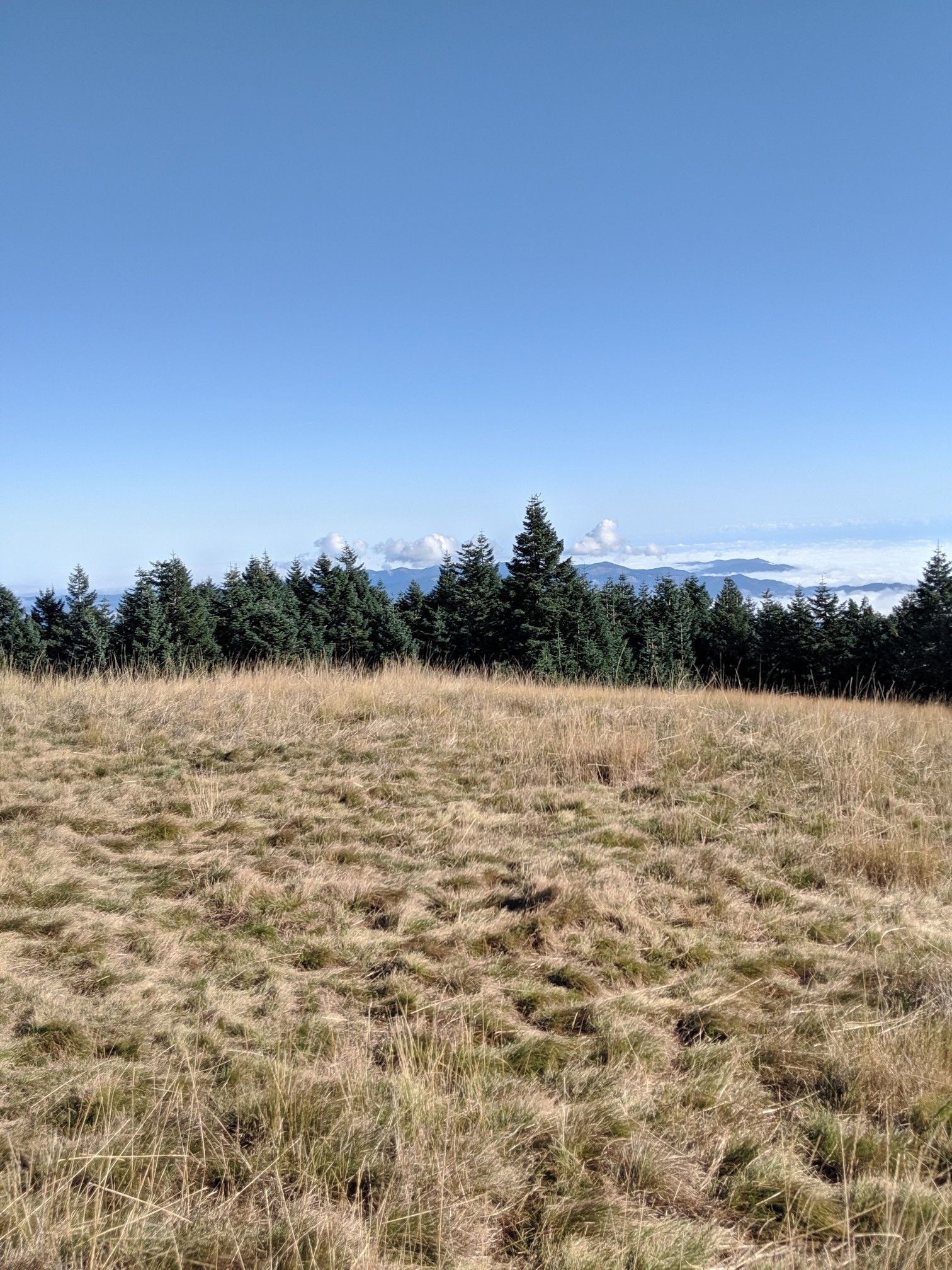 Sunny, dry grassy field with a distant line of dark pine trees. - Marys Peak: North Ridge and Meadow Edge Loop