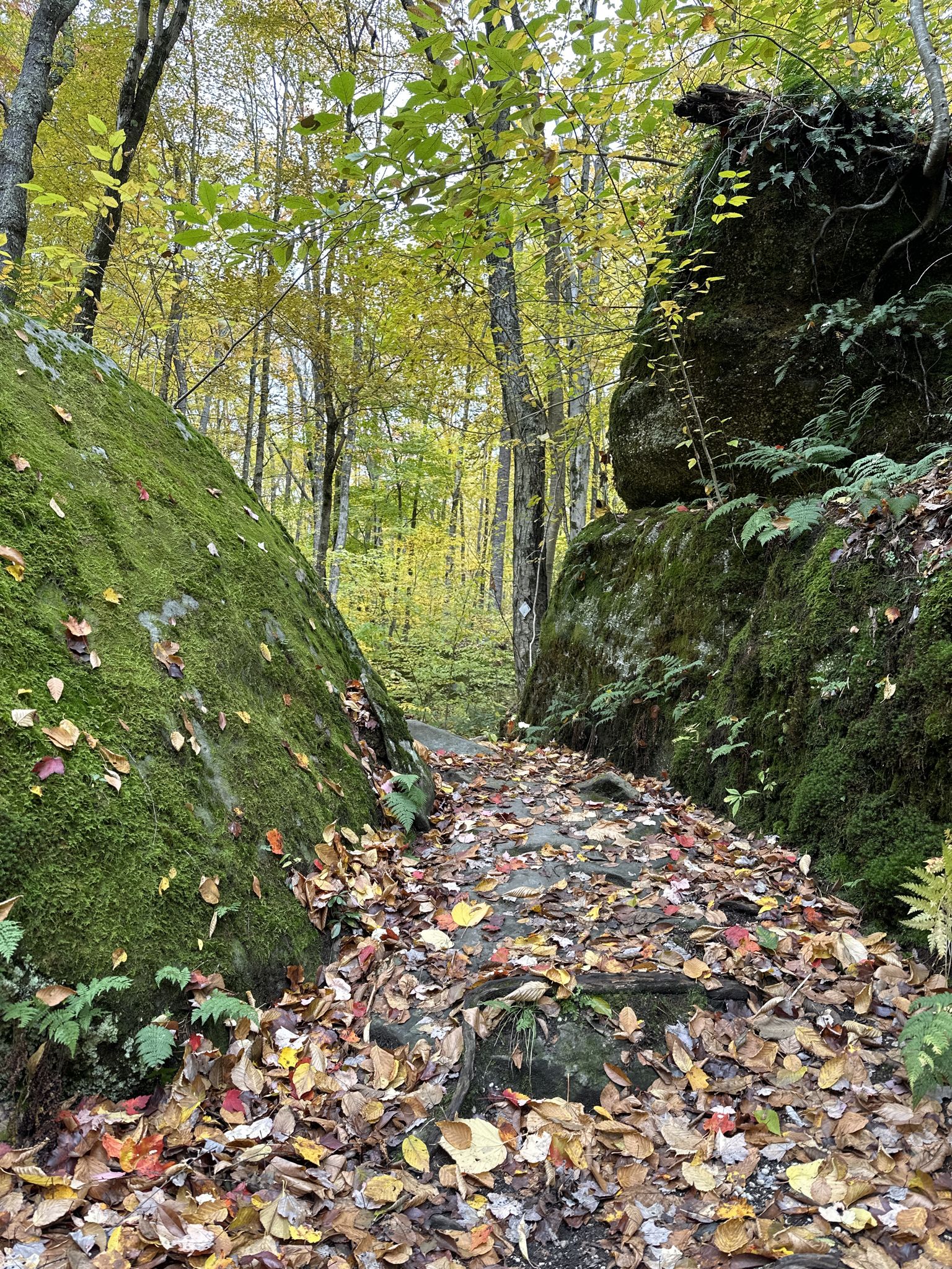 A leaf-strewn path winds between two mossy rock walls in a forest. - Morrison and Rimrock Trails Loop