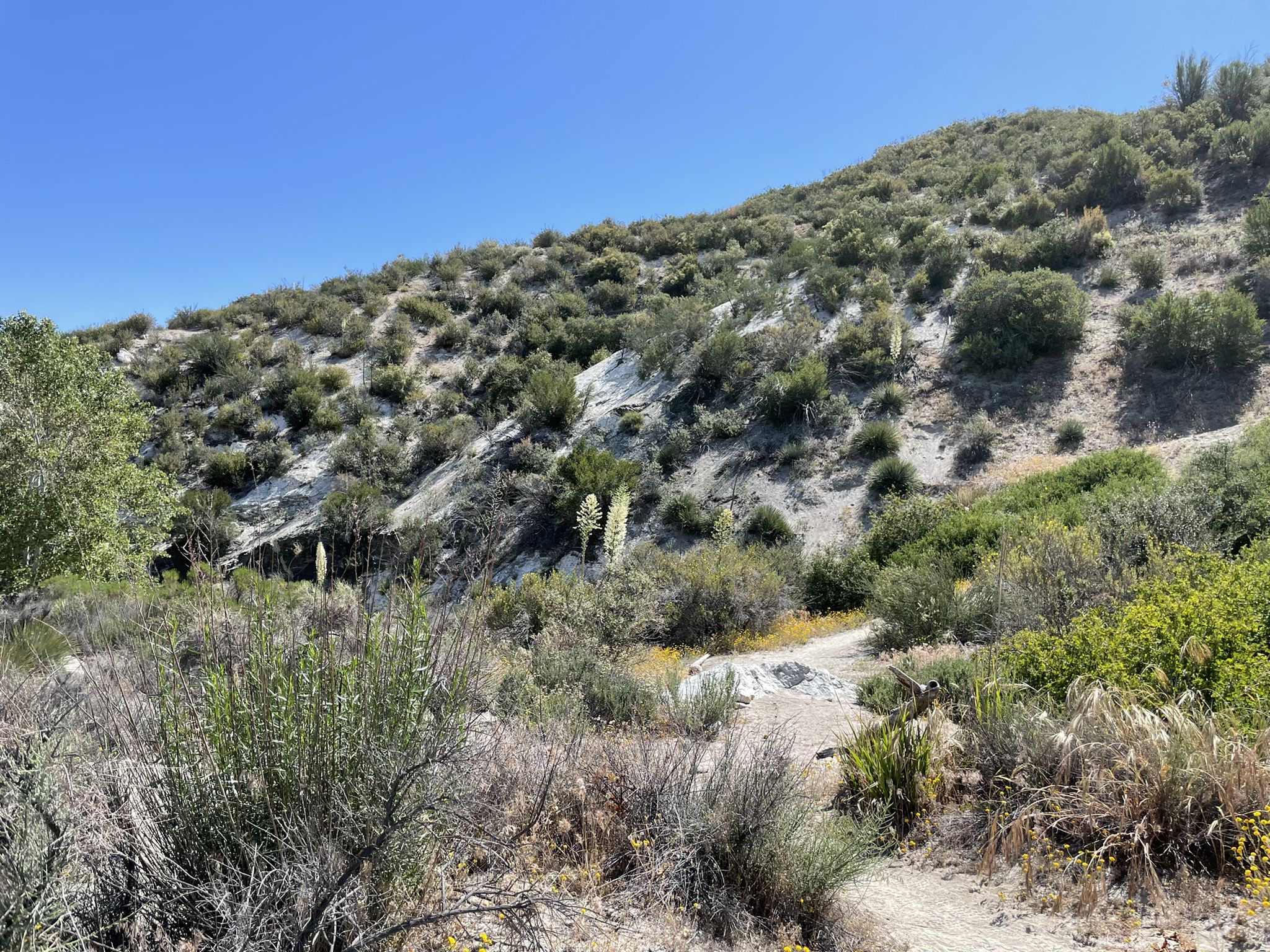 Bright hillside with sparse green and white vegetation, a dirt path. - Pacific Crest Trail: Soledad Canyon to North Fork