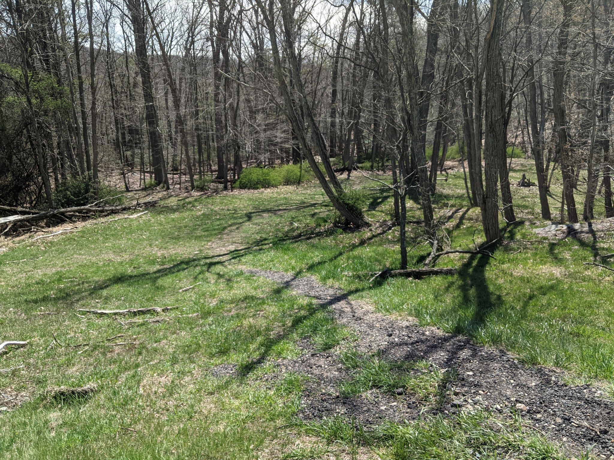 Sunny grassy clearing with bare trees and long shadows. - Lake Welch Beach – Lake Tiorati loop from Jackie Jones Mountain