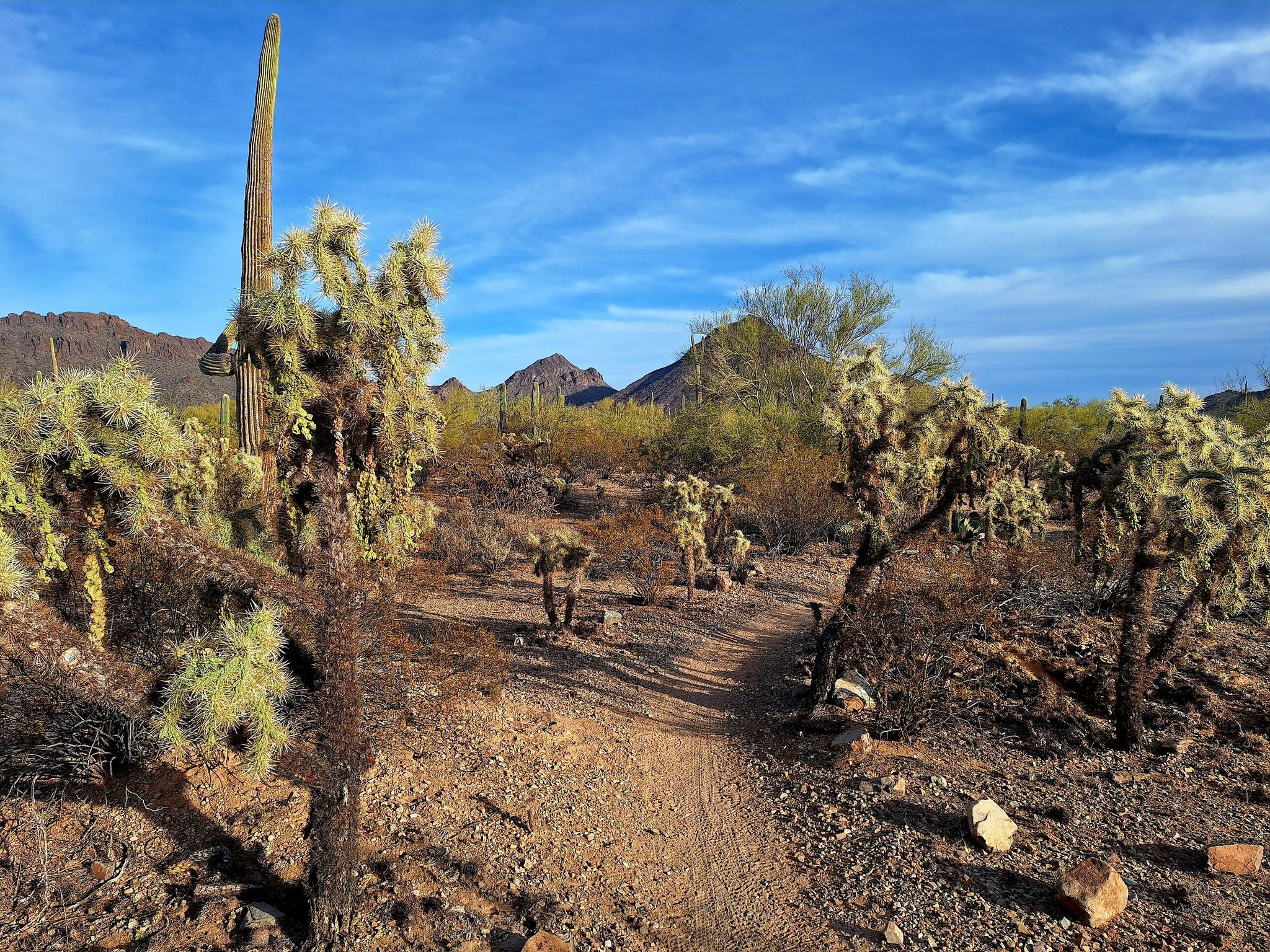 A winding desert path through cholla and saguaro cacti under a clear blue sky. - Brown Mountain Loop Trail