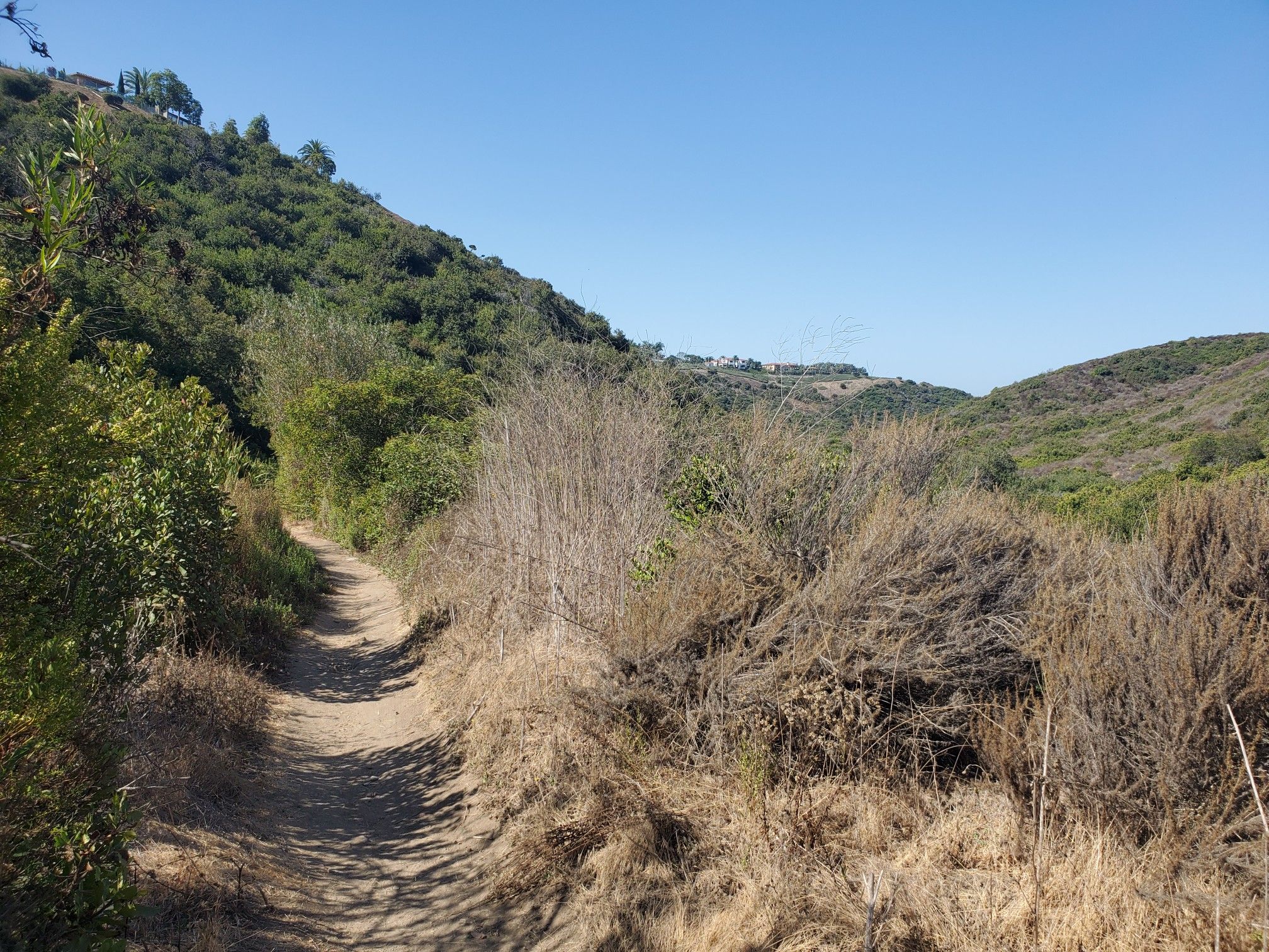 Dirt path winding through sunlit green and dry hills under a clear sky. - Buck Gully Loop