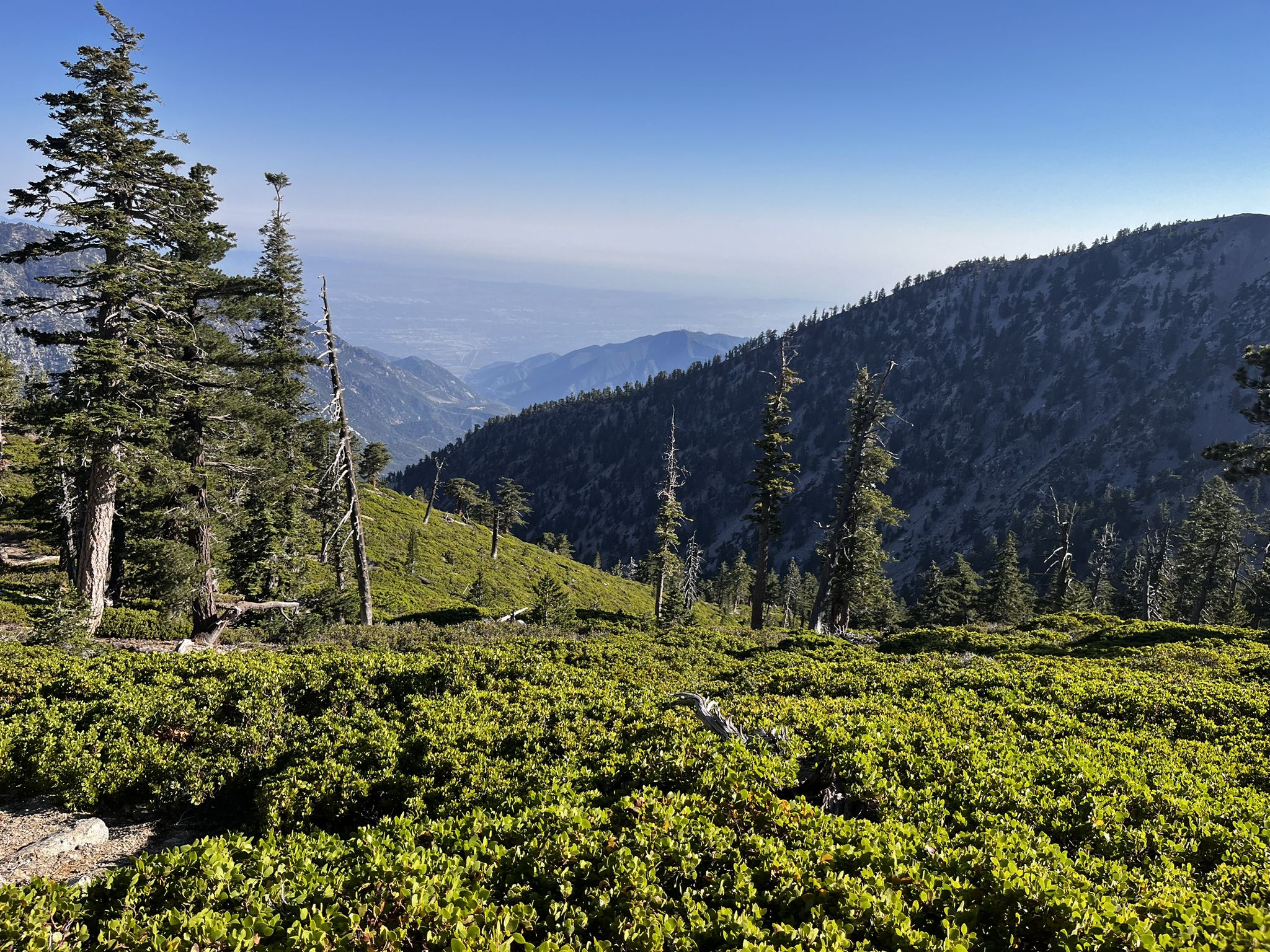 Bright mountain landscape with pine trees, green shrubs, and hazy distant peaks. - San Antonio Ski Hut – Baldy Bowl (Ski Hut) Trail loop from Manker Flat