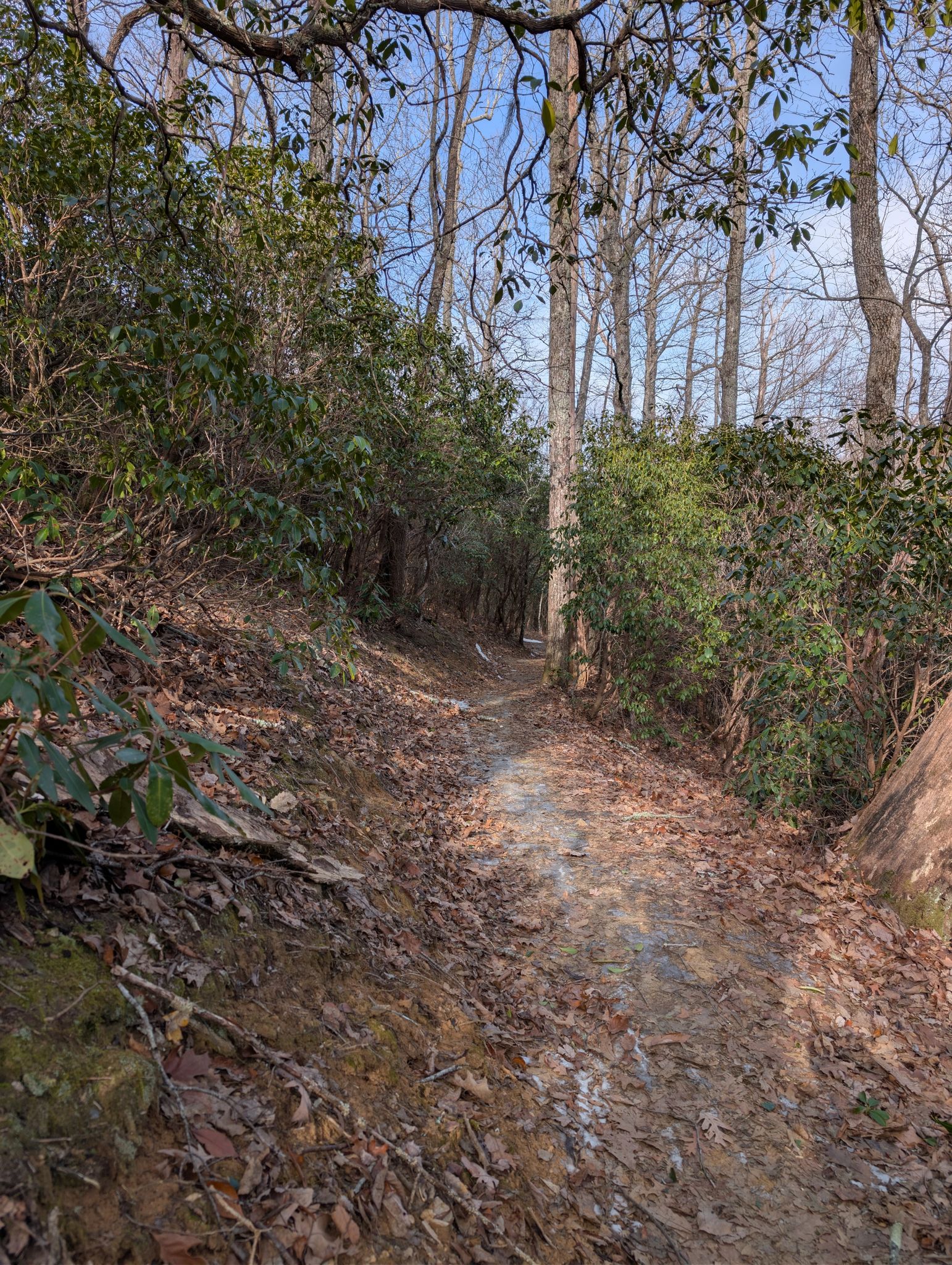 Narrow dirt path winding through dense green rhododendron bushes in a forest. - Pisgah Ranger Station – Andy Cove Nature Trail loop from Davidson River