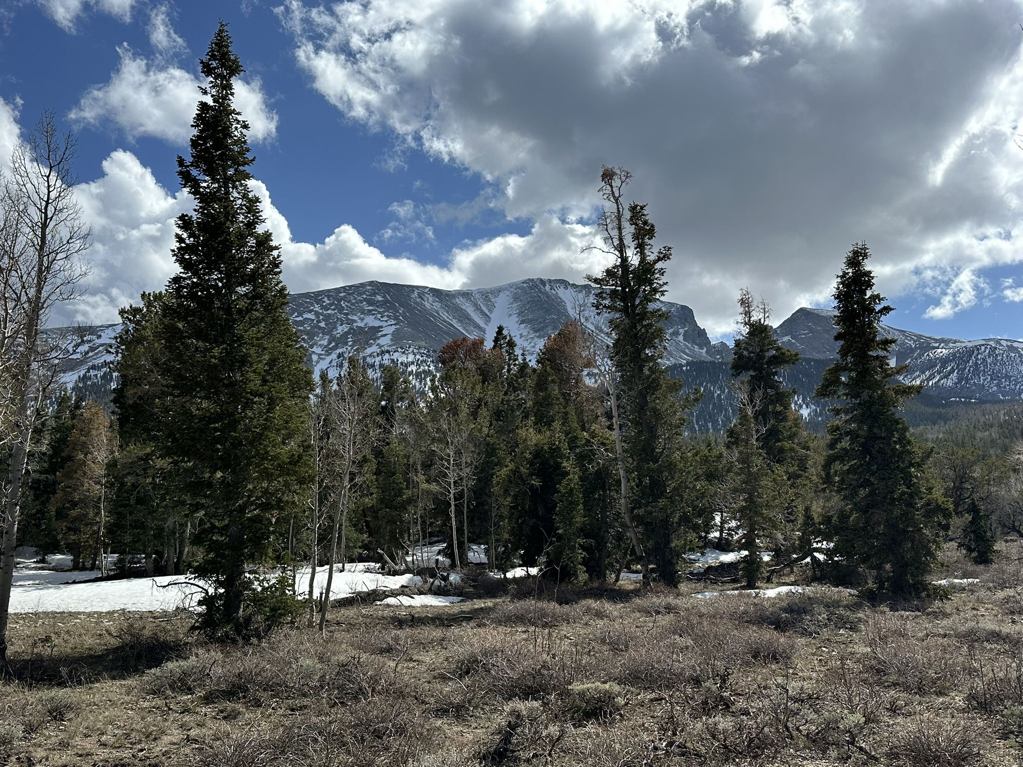 Tall pine trees in a snowy forest with distant mountains under a cloudy sky. - Lehman Creek Trail