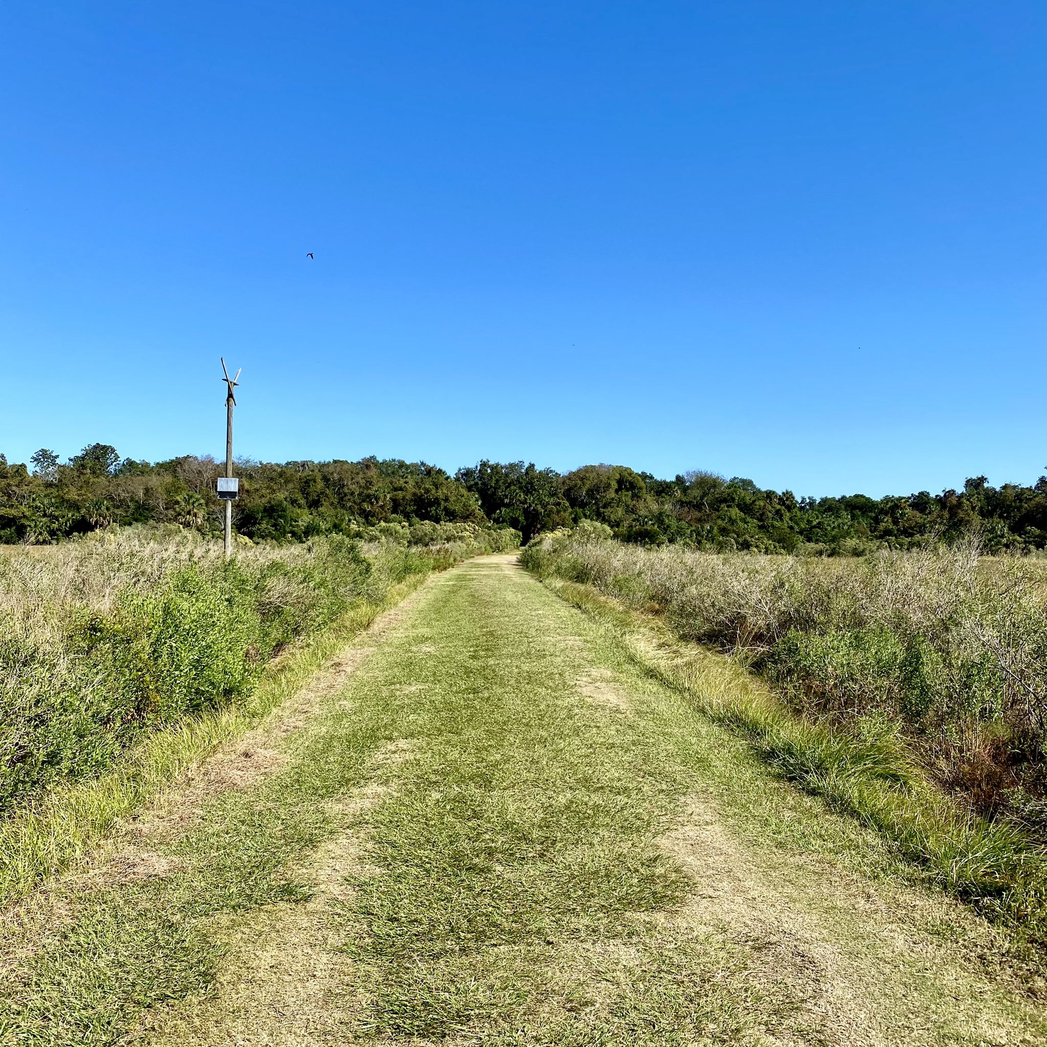 Long grassy path through a sunny field, dense trees in the distance. - Egans Creek Greenway