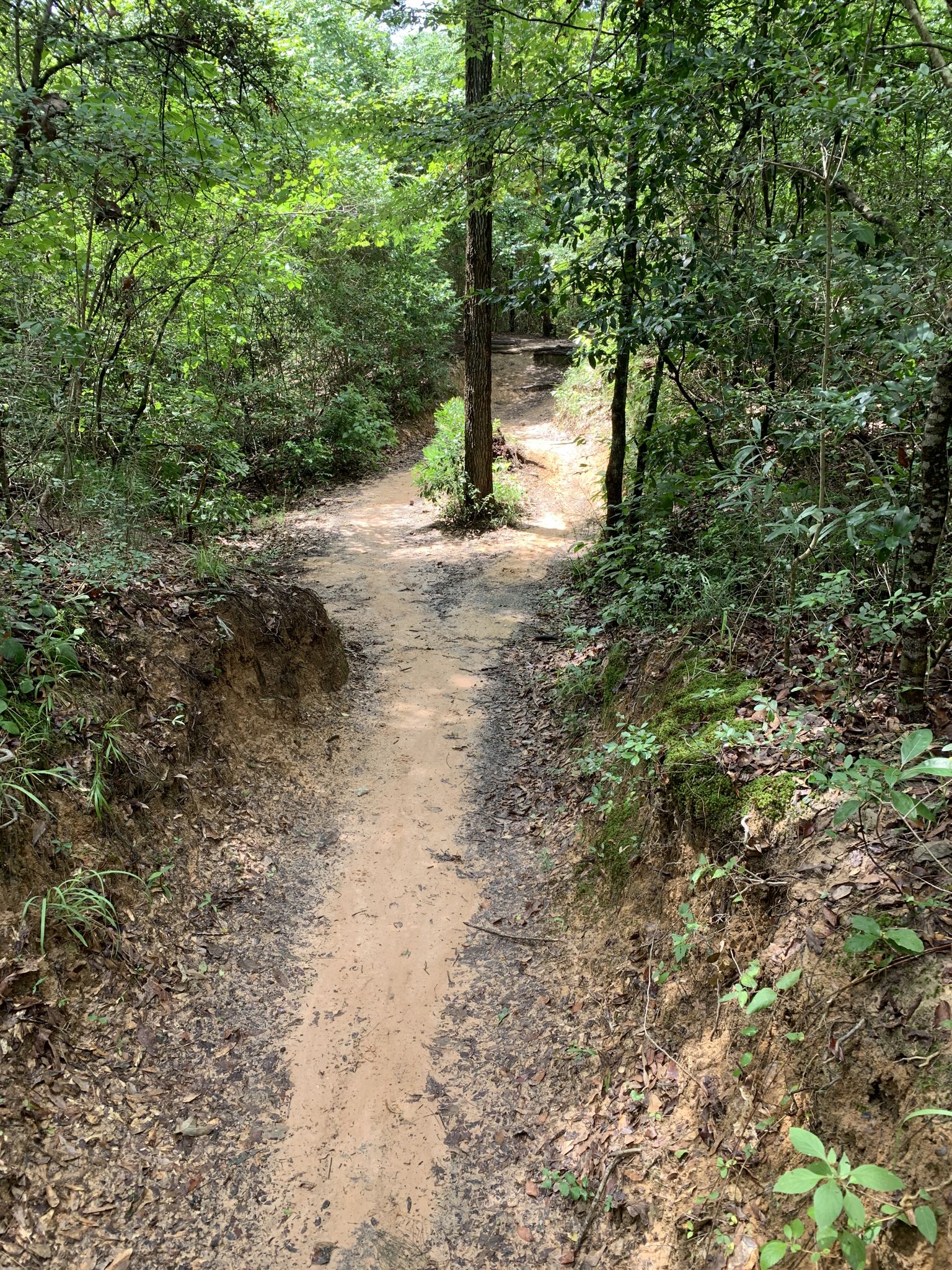 A dirt path forks in a lush green forest under bright daylight. - View of Buffalo Bayou – Purple Trail loop from Memorial Park