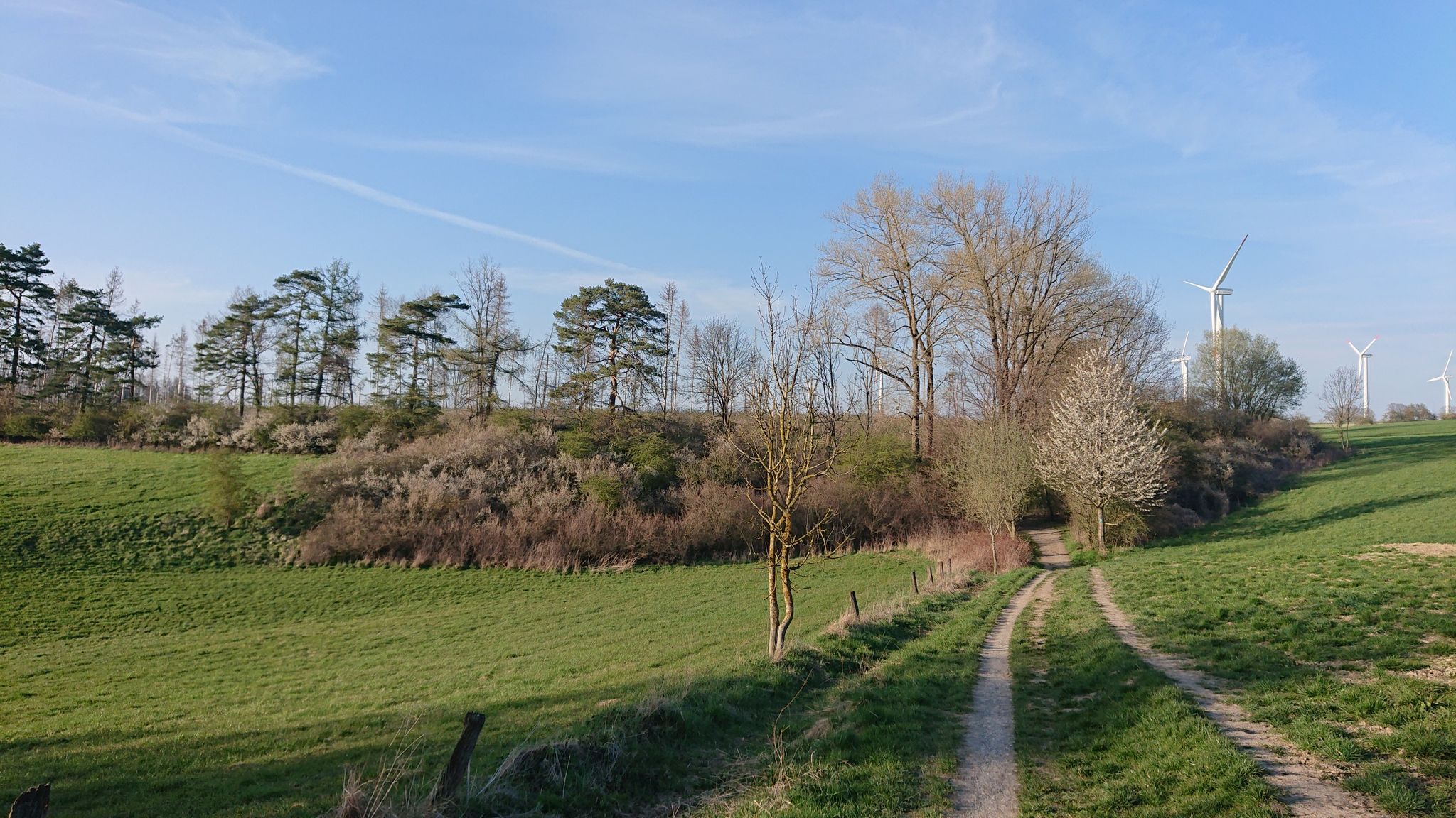 Schöner Weg am Waldrand entlang