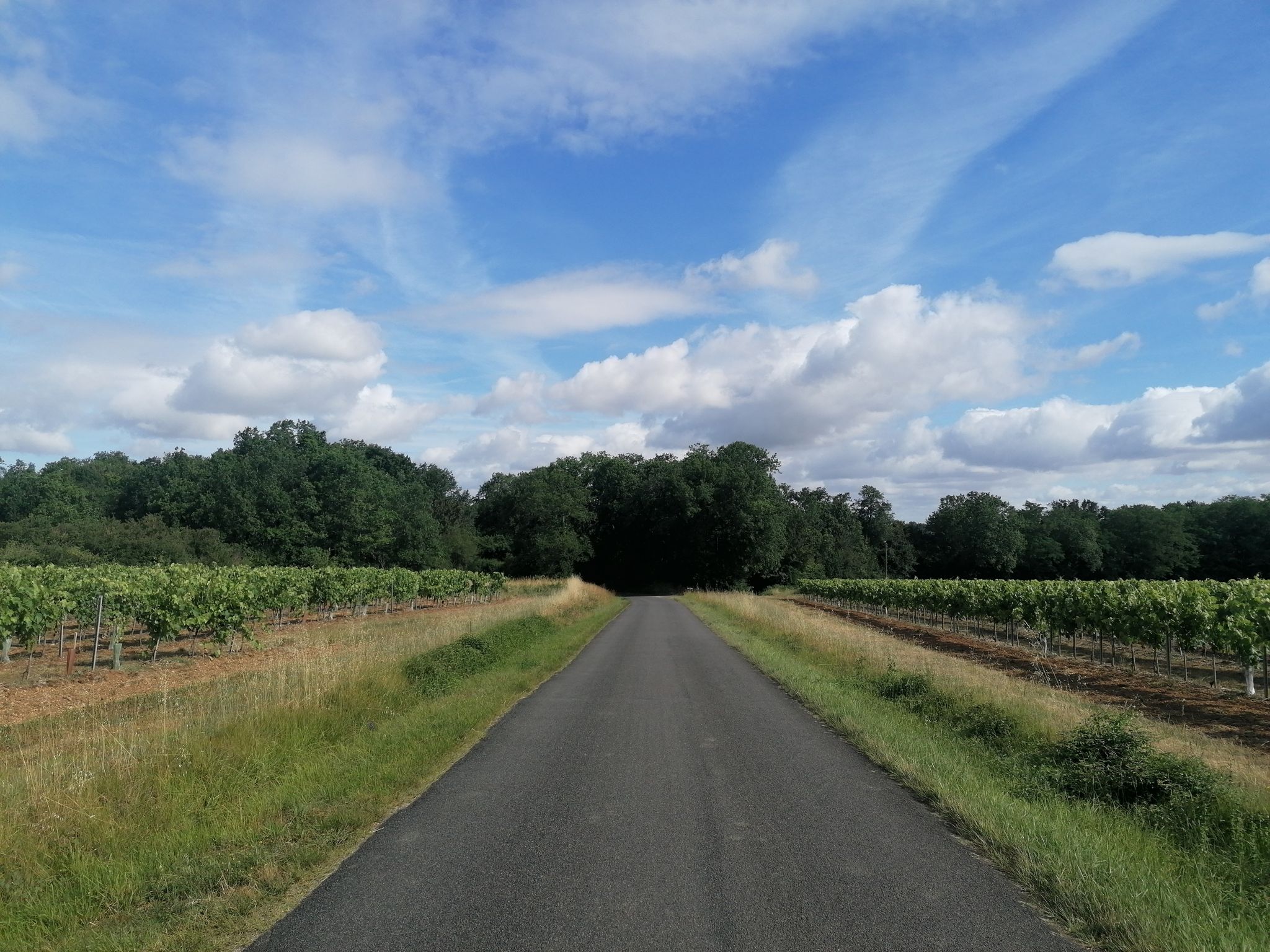 Vignes