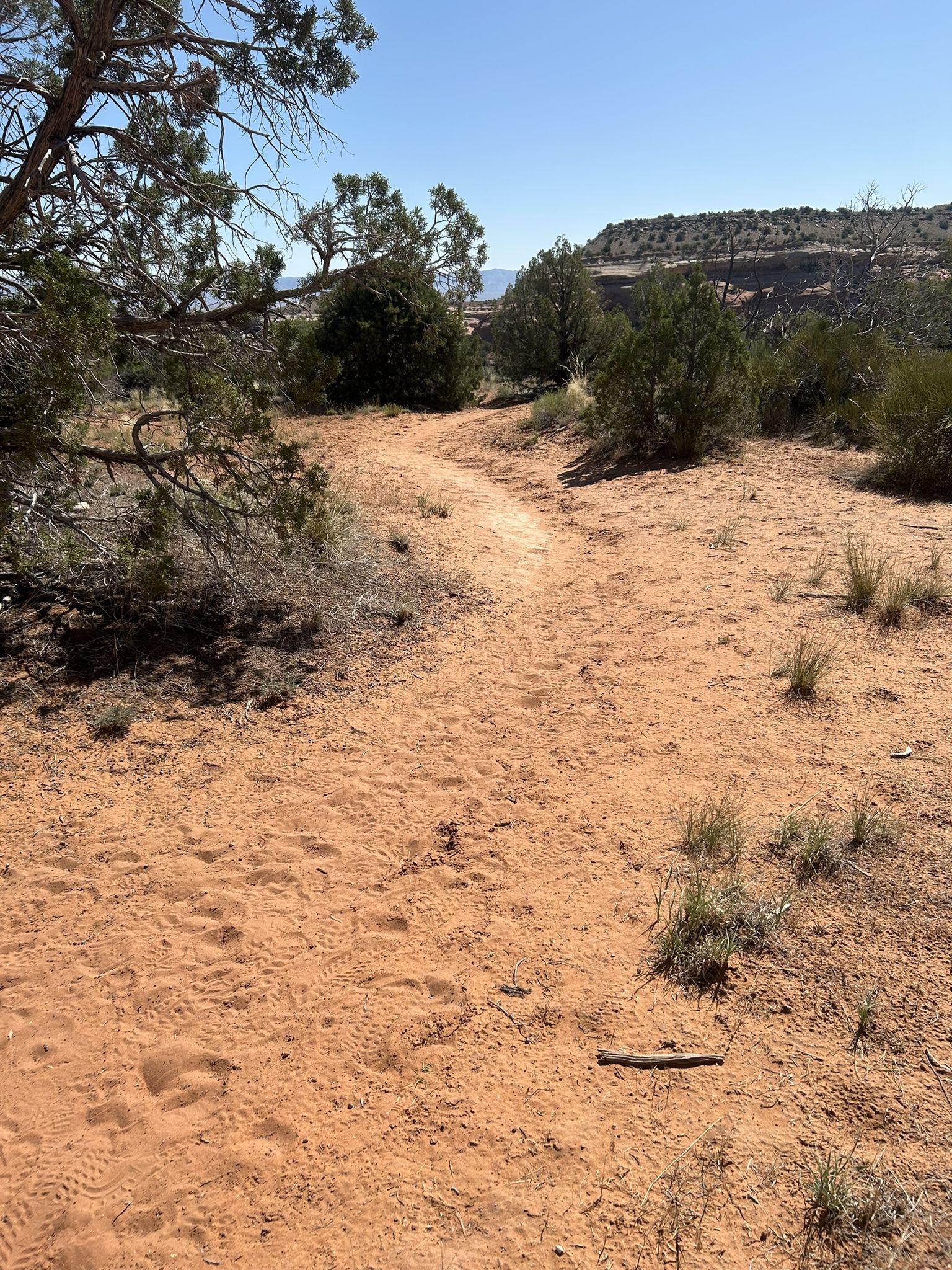 Sandy desert path winding through sparse green bushes under a clear sky. - Flume Canyon Trail