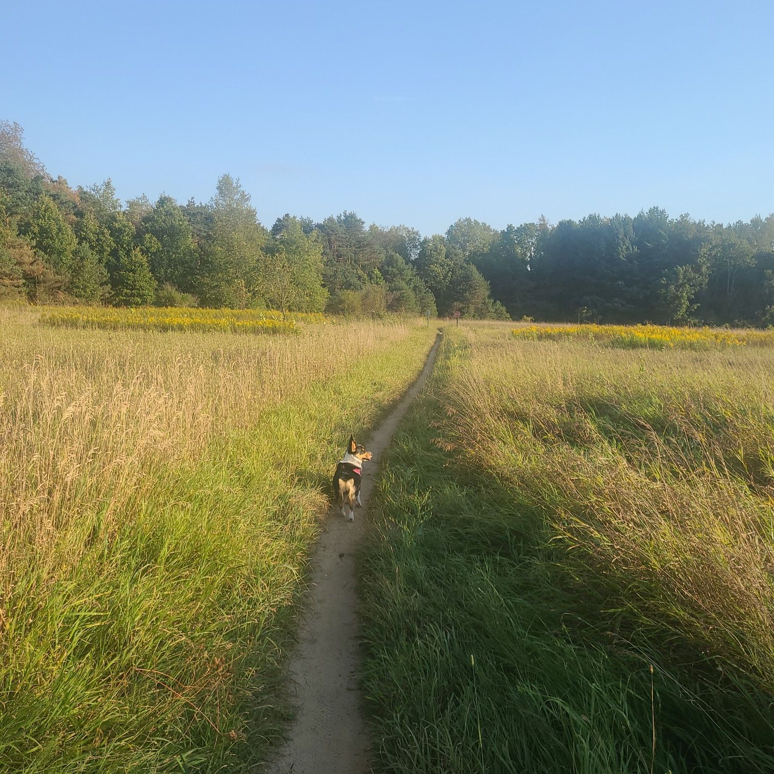 A dog walks on a dirt path through a sunny field of tall grass. - Atwater and Moab Loop Trail