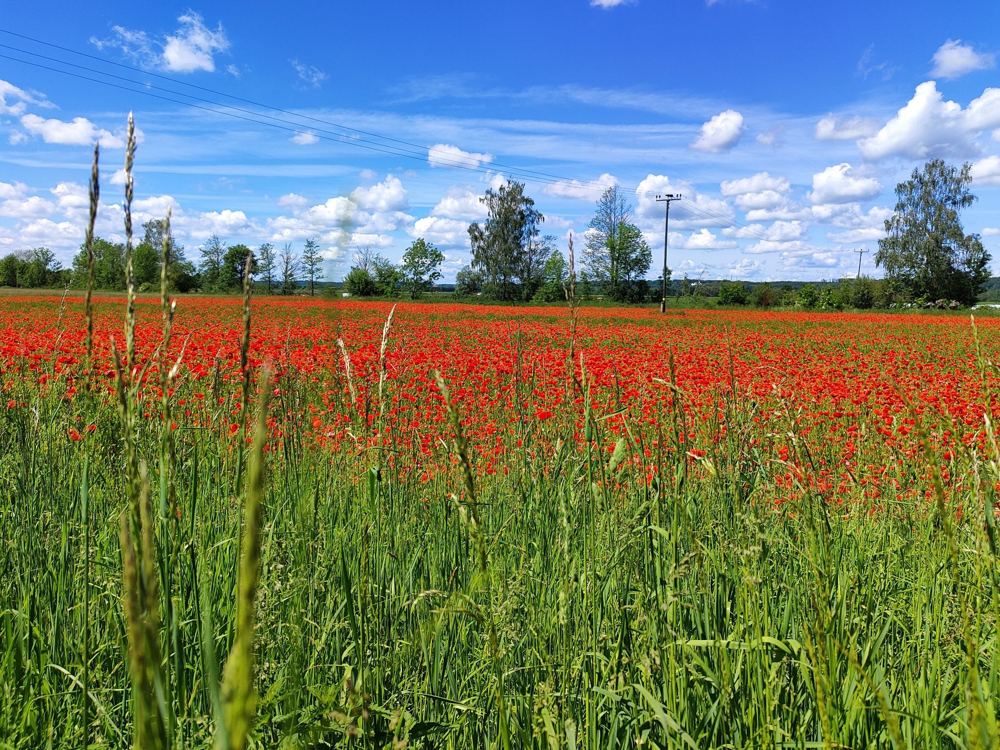 schönes Feld