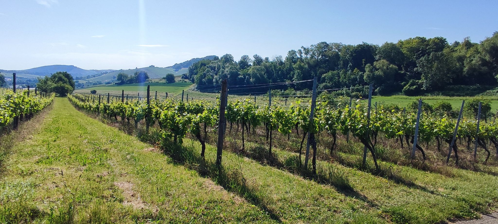 Weiter geht's durch die Weinfelder 🍇