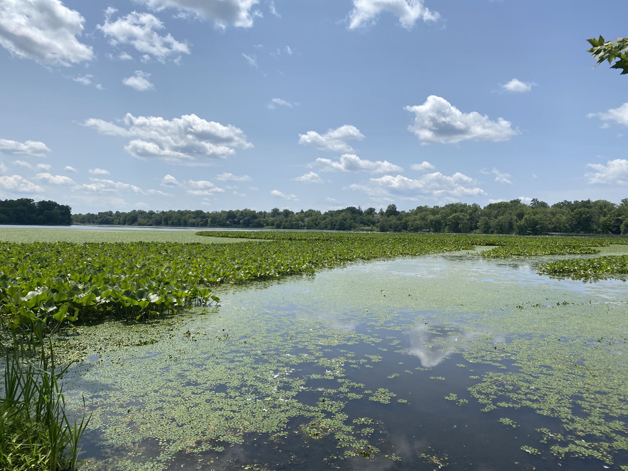 massenhafte Seerosen usw. am Ende des Lake DeForest