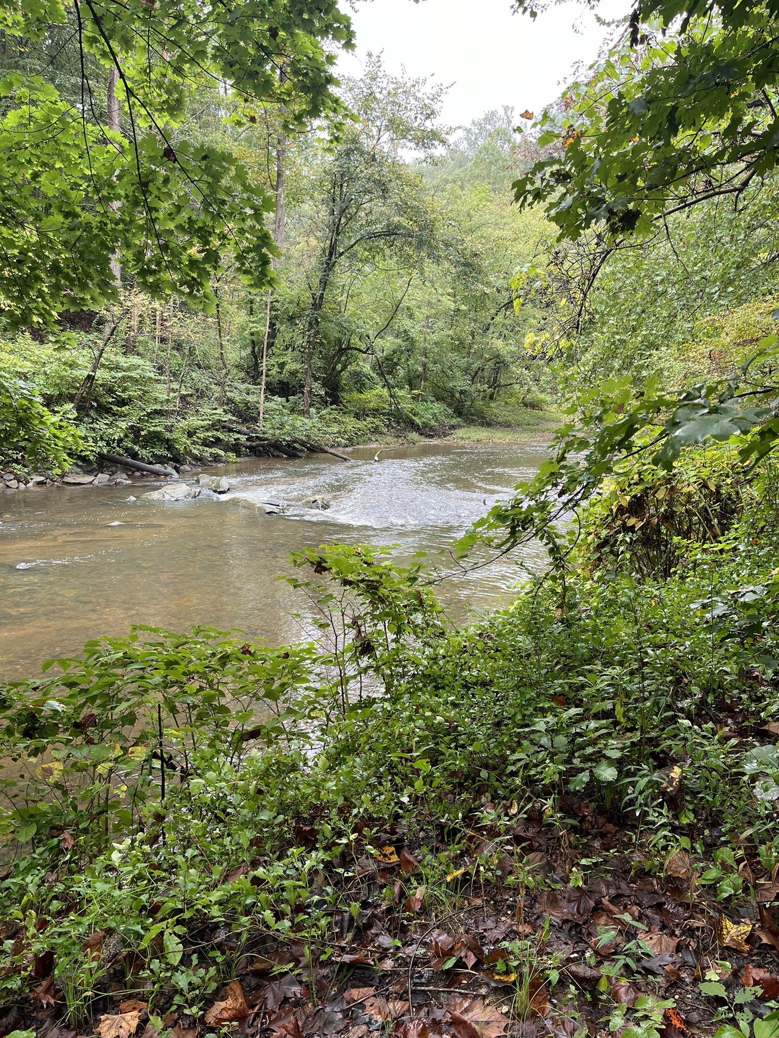 Rushing river with green, leafy banks under an overcast sky. - Western Ridge and Valley Trail Loop