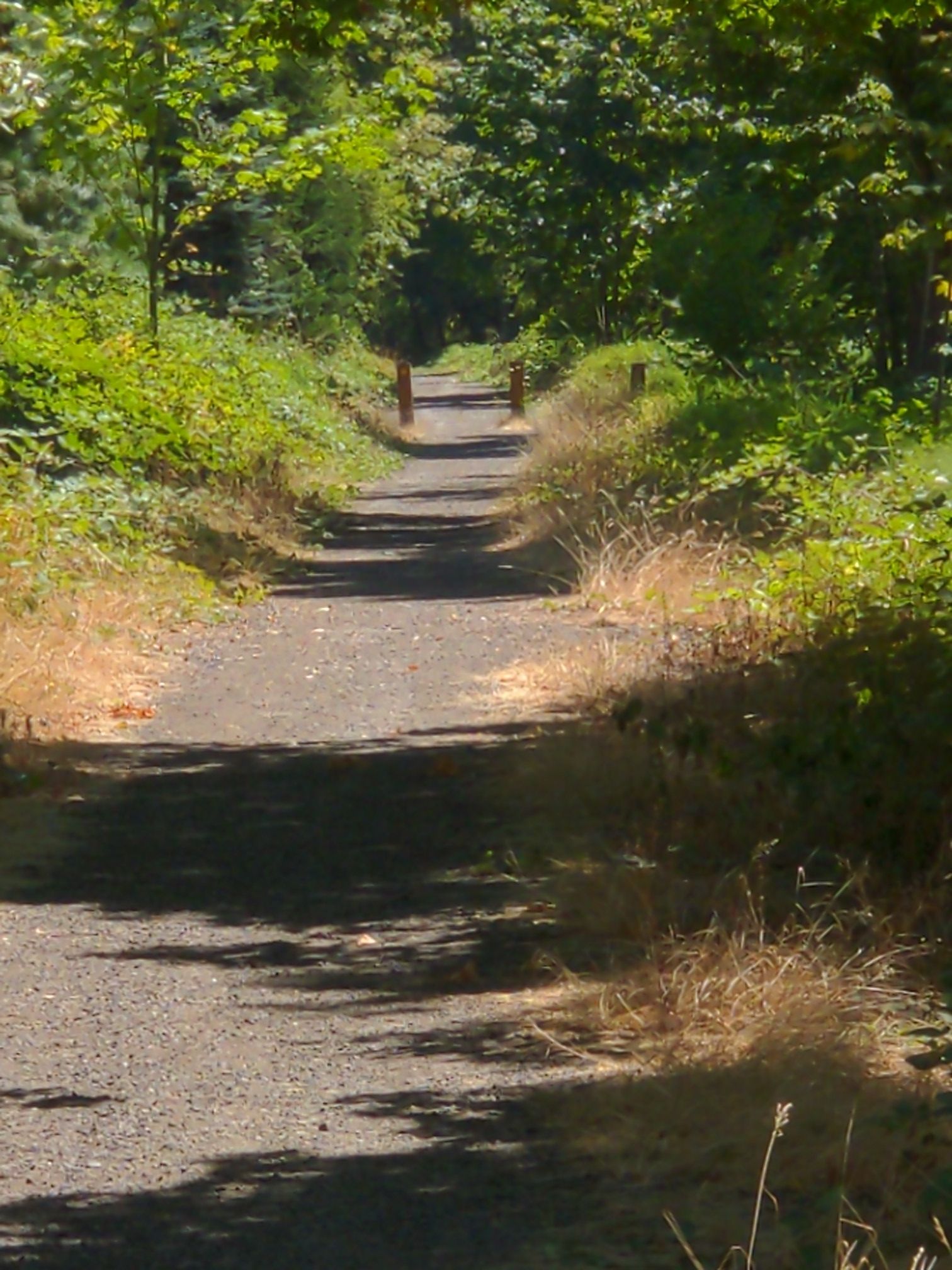 Sunny gravel path bordered by green and dry vegetation, leading into distance. - Crown Zellerbach Trail – Crown Zellerbach Trail loop from Scappoose