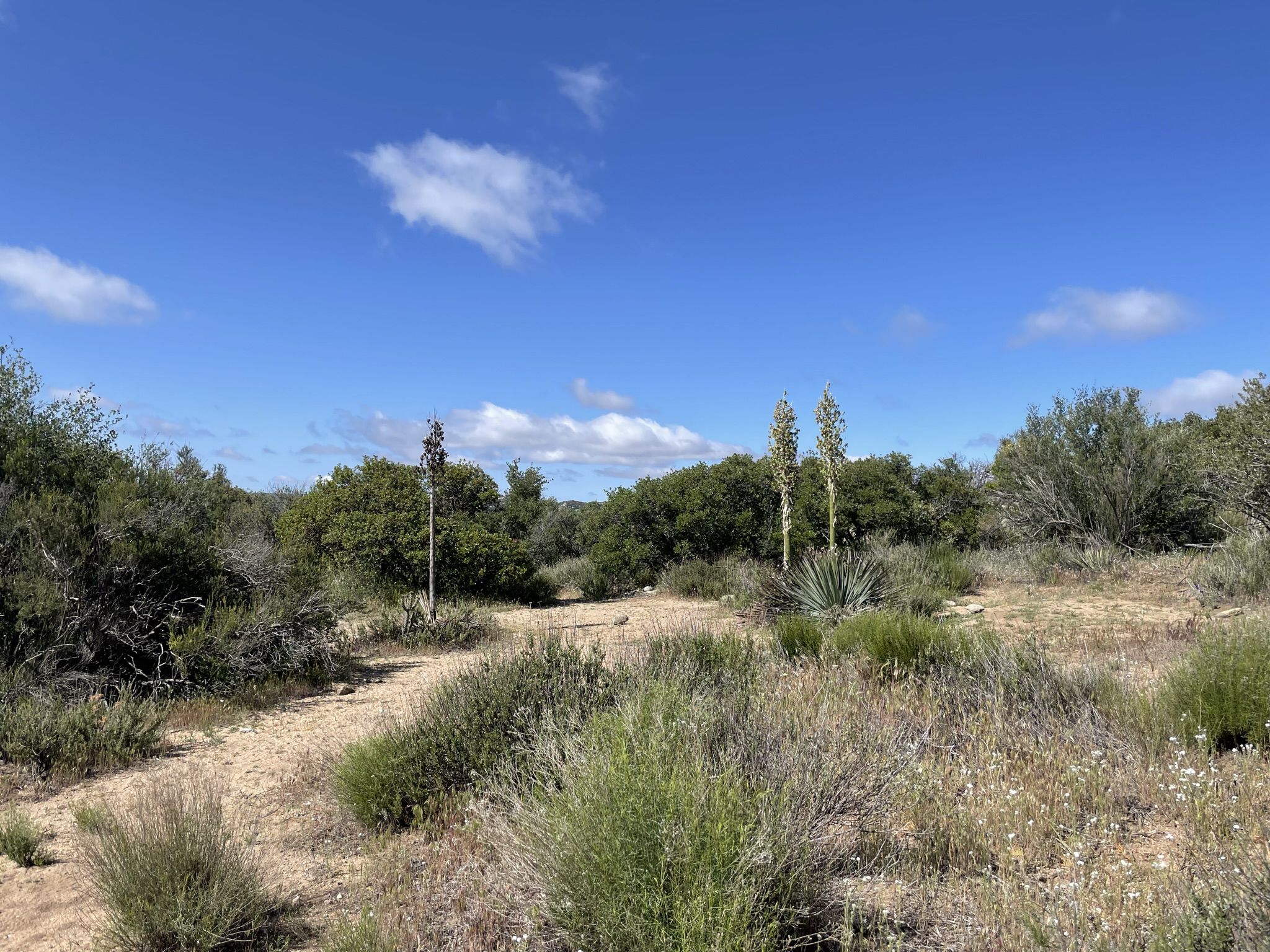 Dirt path through dry brush and trees under a bright blue sky. - PCT: Lake Morena to Boulder Oaks