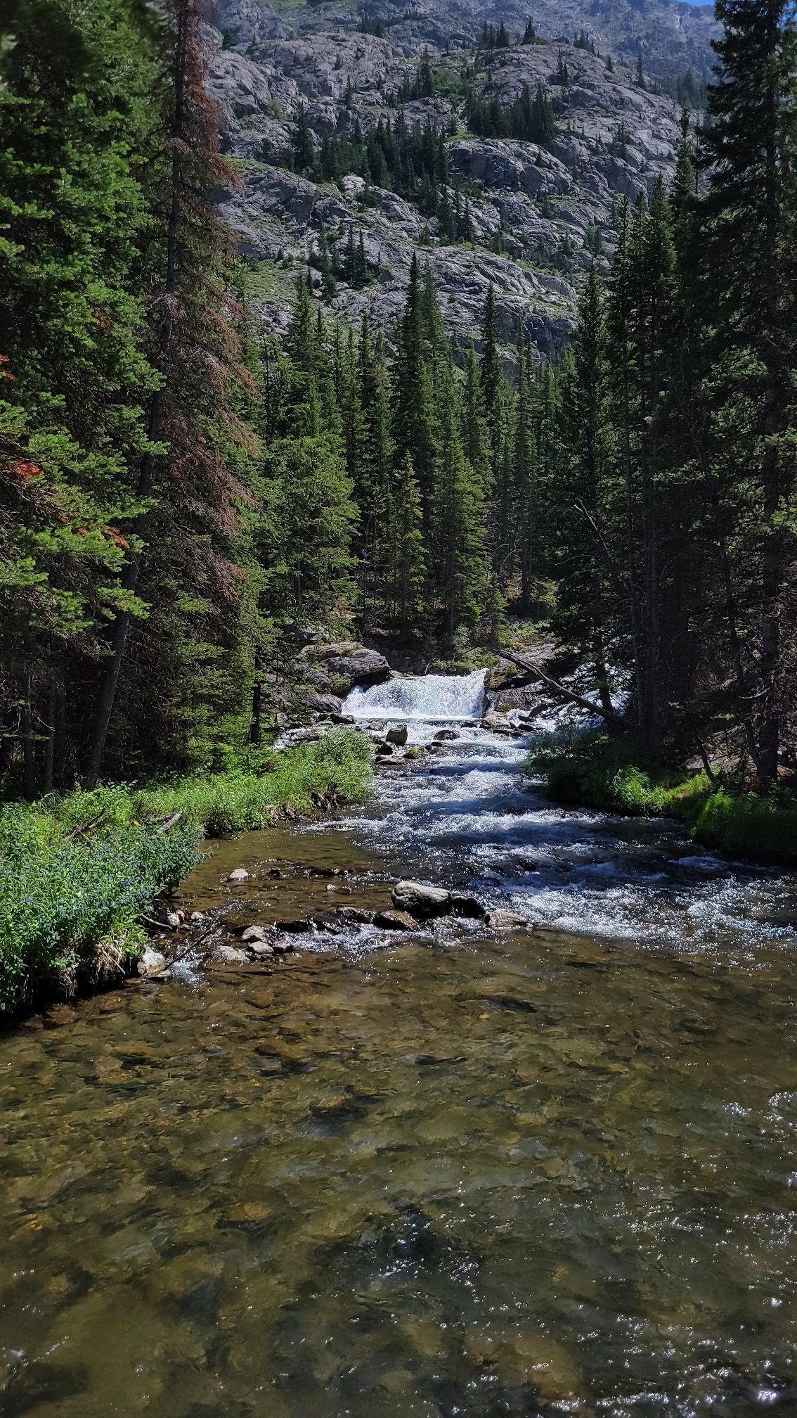 Clear river flows through a sunny evergreen forest with rocky mountains. - West Fork Trail #1