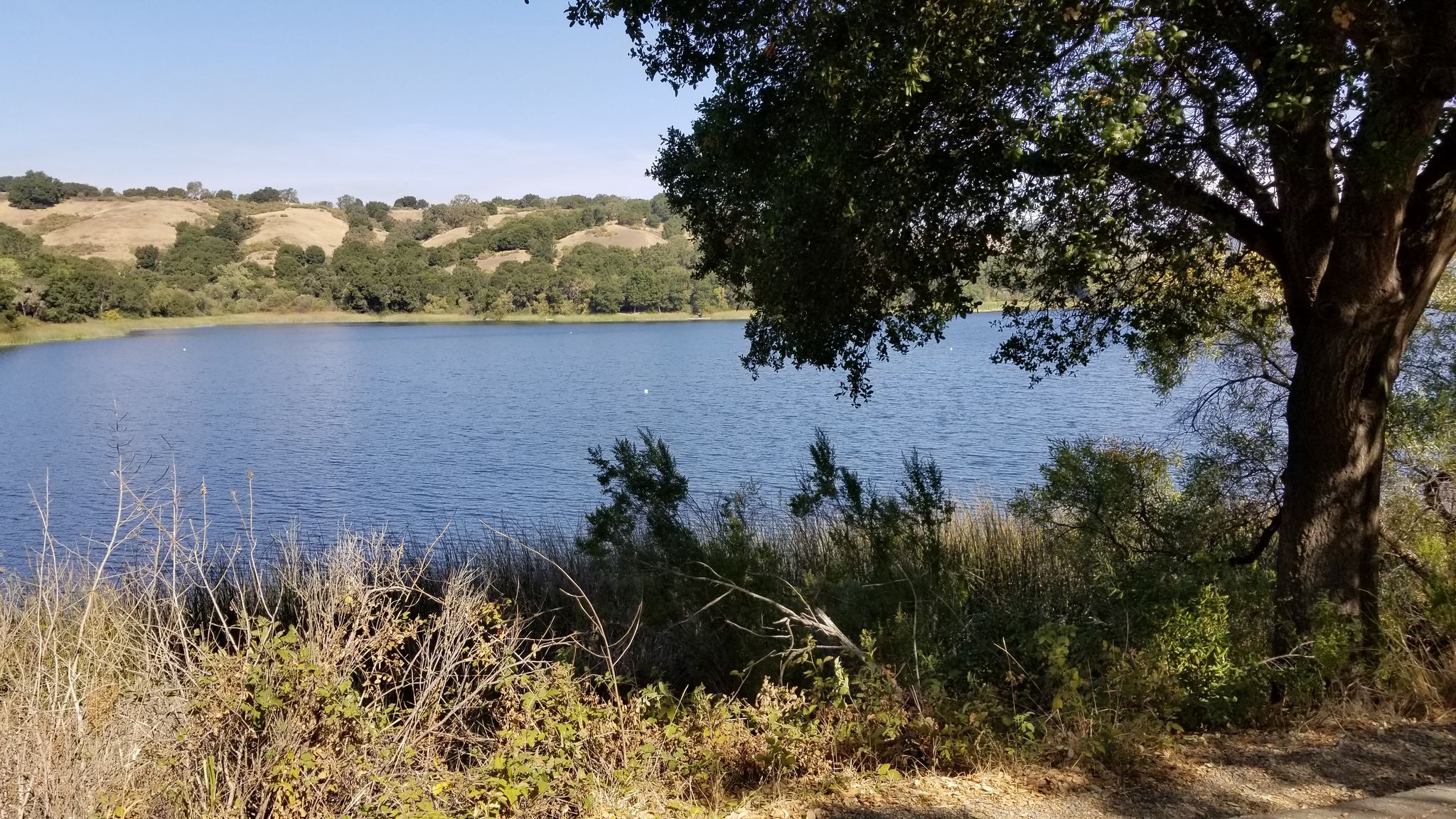 A large tree shades the foreground, overlooking a wide blue lake. - Lafayette Reservoir loop from Lafayette