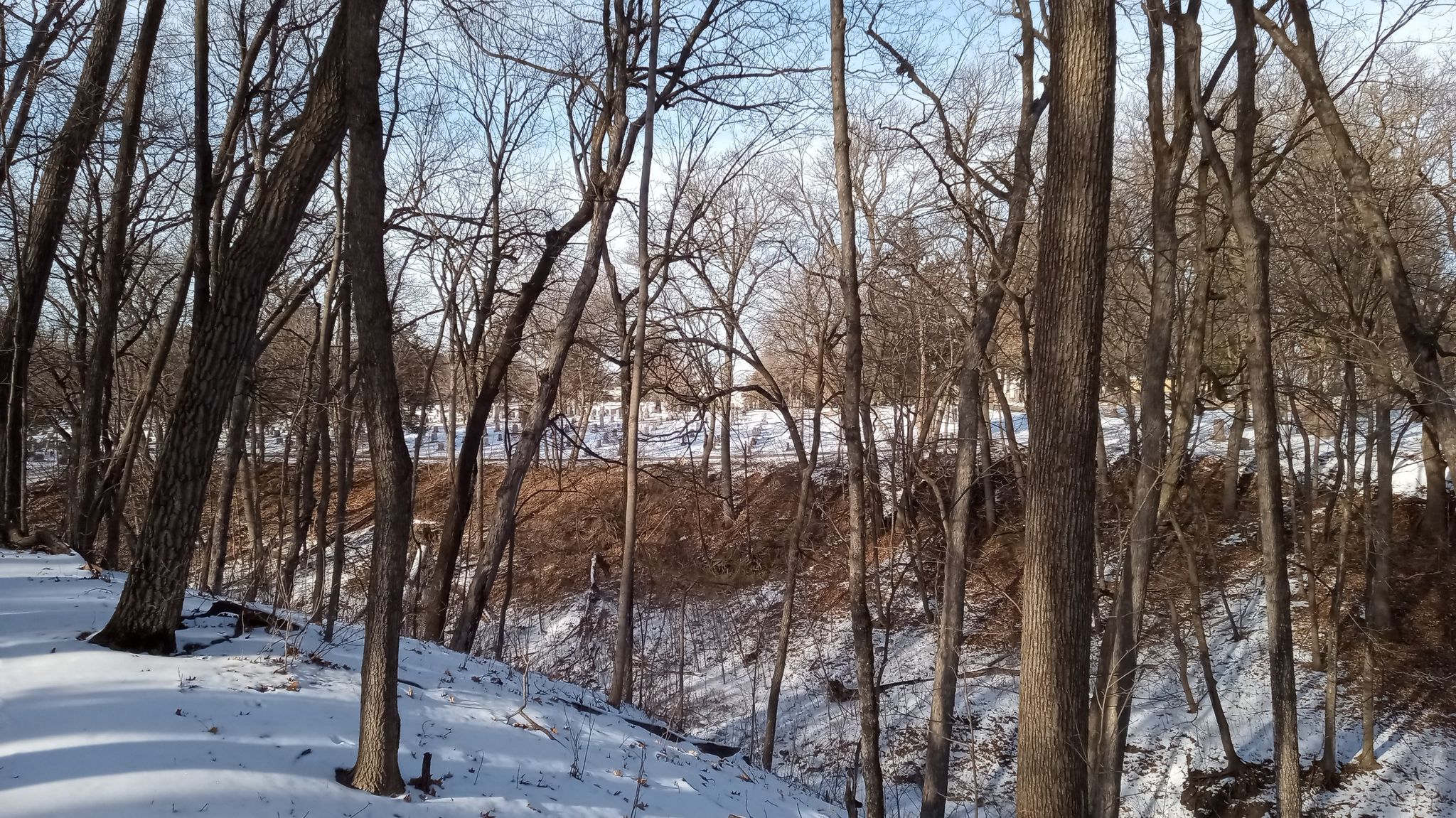 Bare trees in a snowy forest with bright daylight illuminating the landscape. - Kaplan's Woods Outer Loop