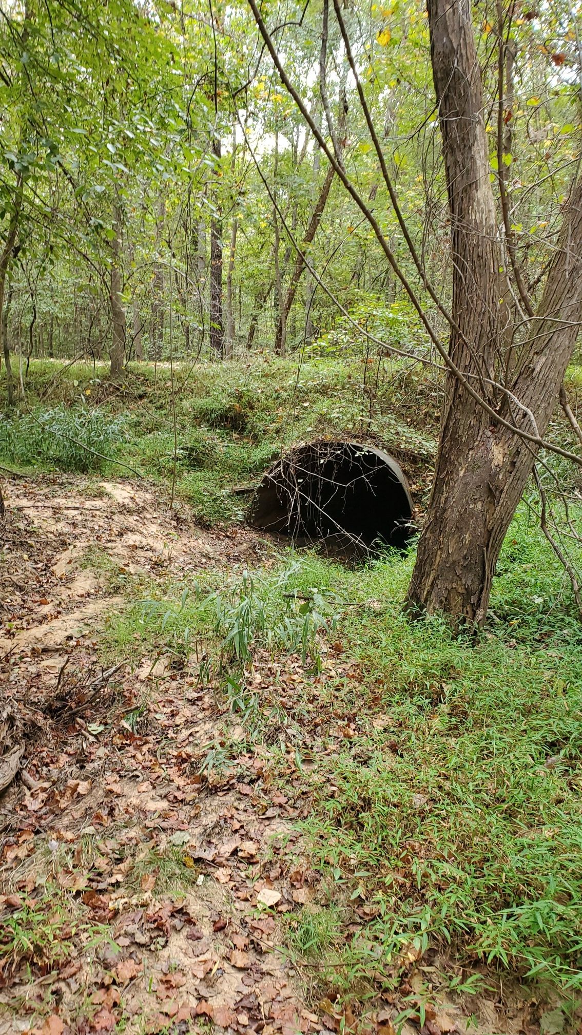 A large culvert pipe sits in a grassy forest clearing next to a tree. - Falls Lake Trail: Baptist Road to Santee Road