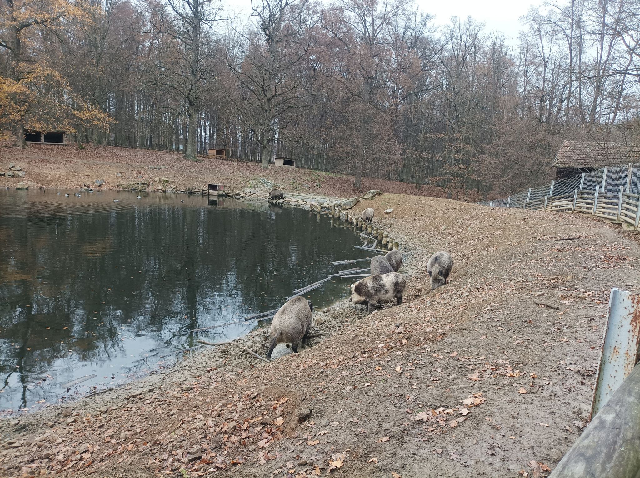 wild pig