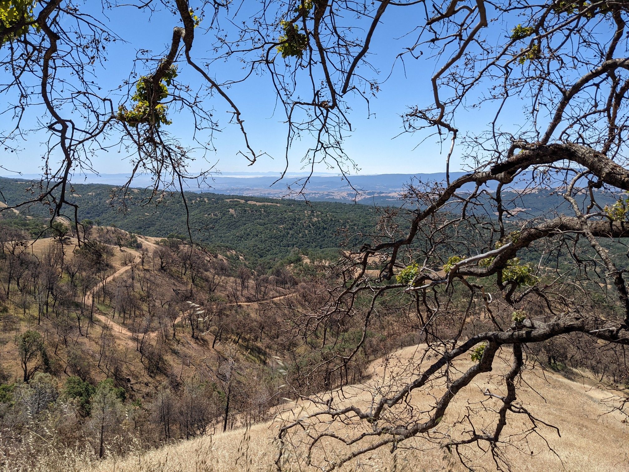 Sunny view of rolling hills and valleys framed by gnarled tree branches. - Mount Hamilton Observatory 🔭📡 – Mount Hamilton Road loop from Joseph D. Grant County Park