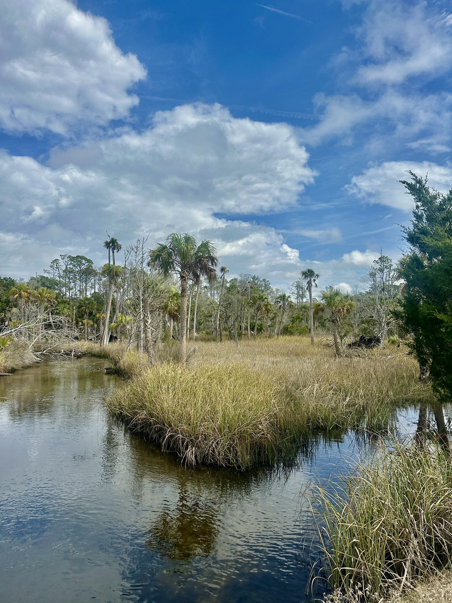 Sunny wetland scene with water, grassy island, and distant palm trees under blue sky. - Seven-Mile Loop Trail