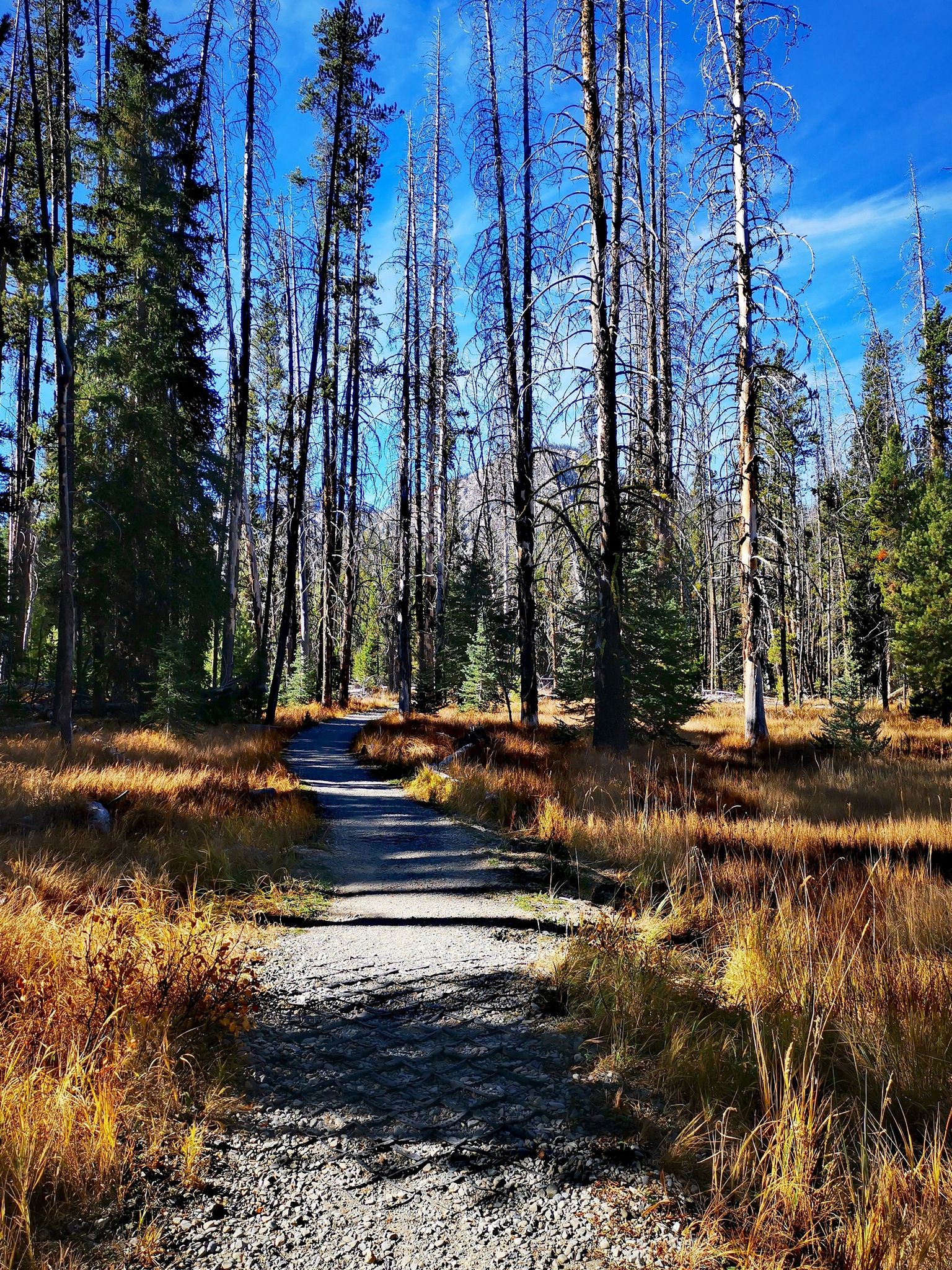 A sunlit dirt path winds through a forest of tall trees and golden grass. - Lady Face Falls
