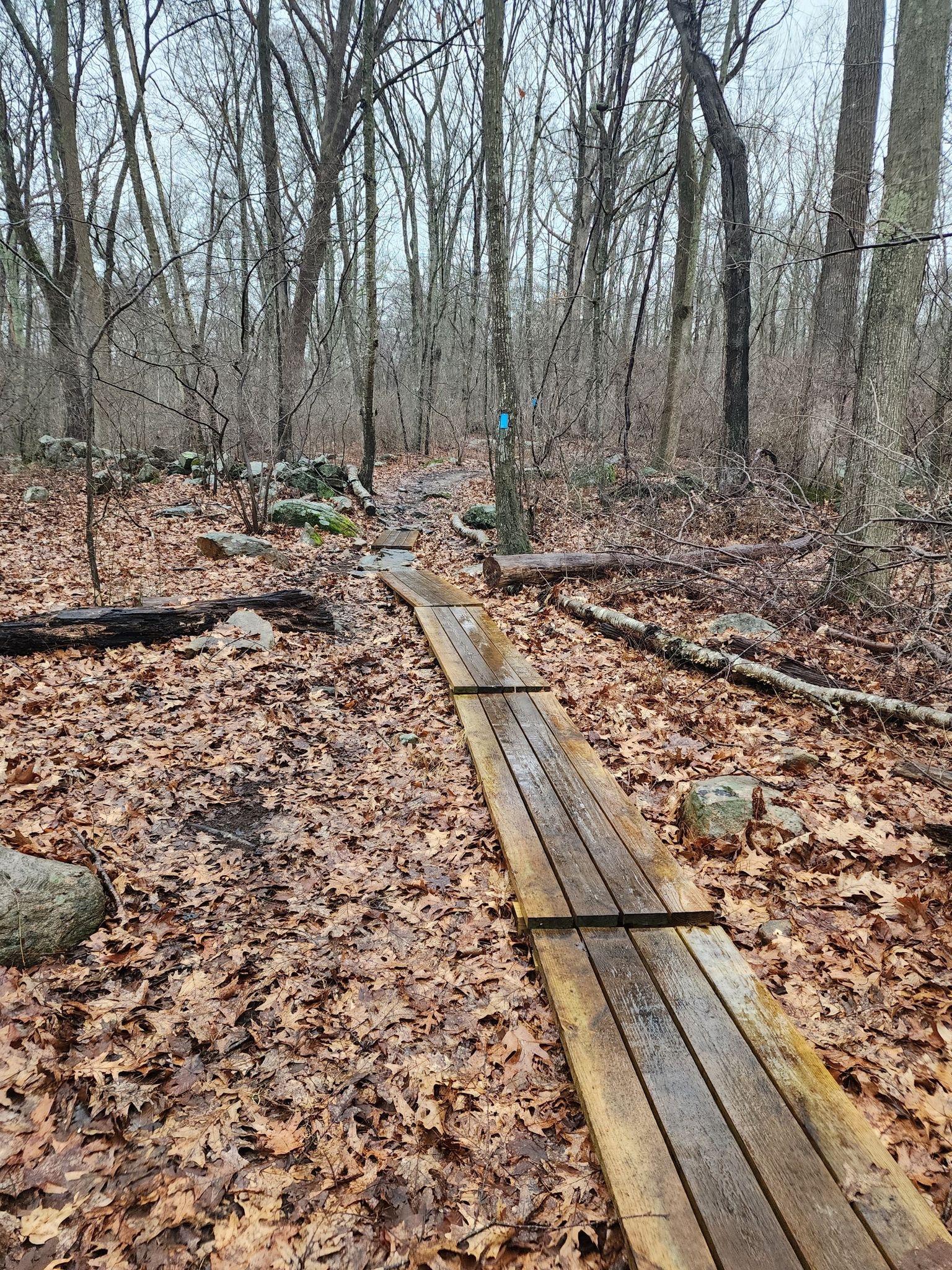 A wooden boardwalk path winds through a bare, leaf-covered forest on an overcast day. - Merrit Family Woodland