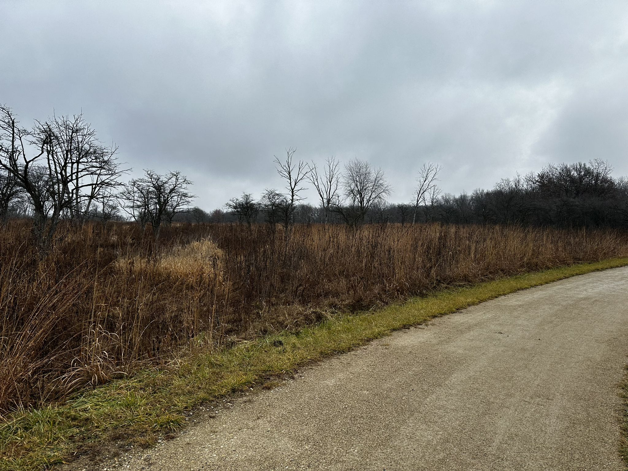 A dirt path alongside a field of dry brown grass and bare trees. - Old School Forest Preserve Loop