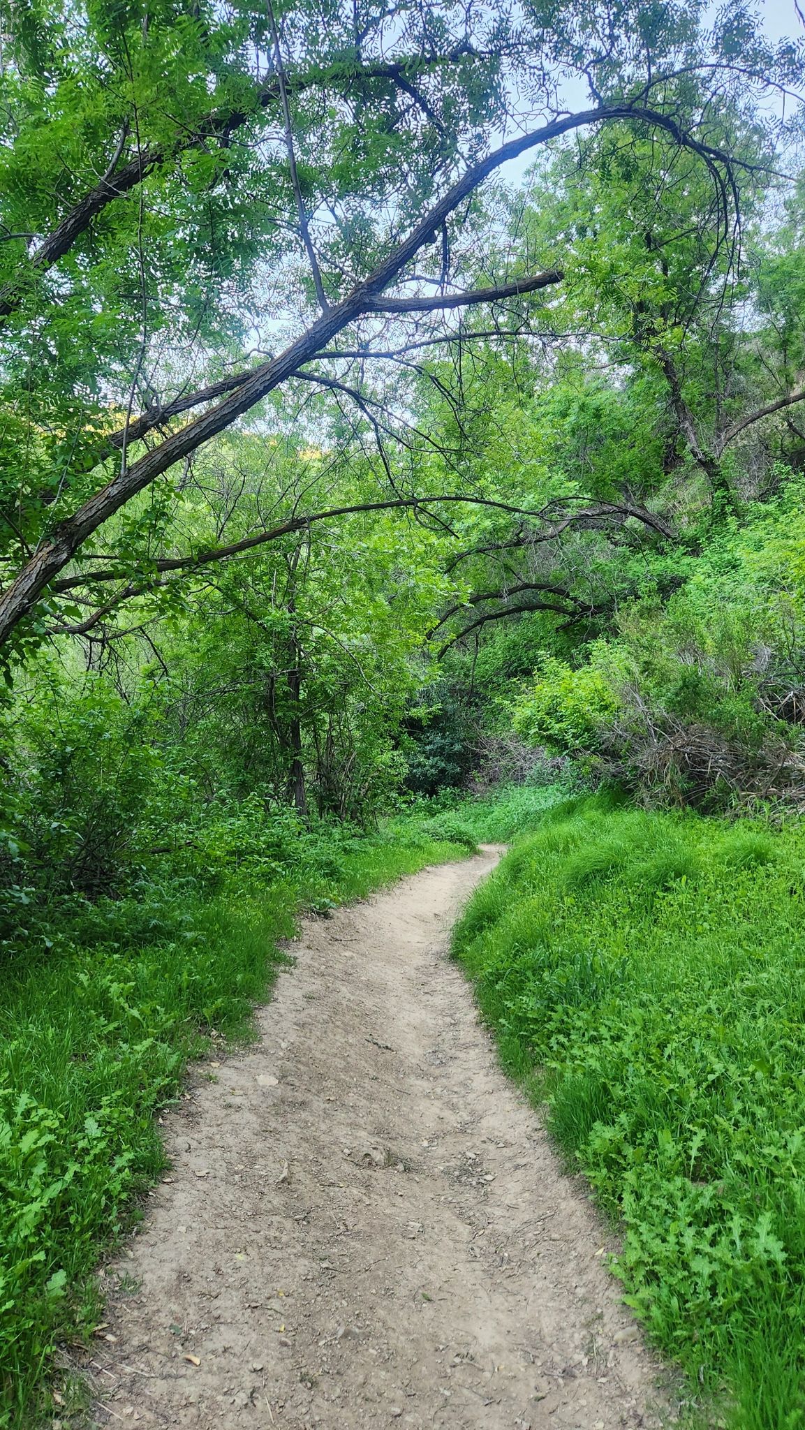 A dirt path winds through a lush green forest with dappled sunlight. - Wiley Canyon Trail